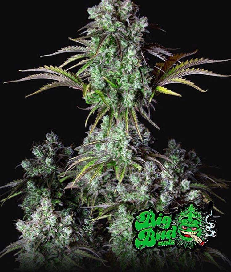 เมล็ด Big Bud Auto (ออโต้)