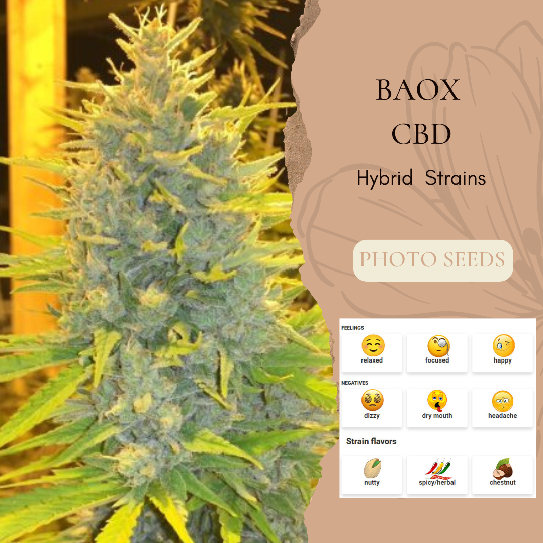 Baox  CBD