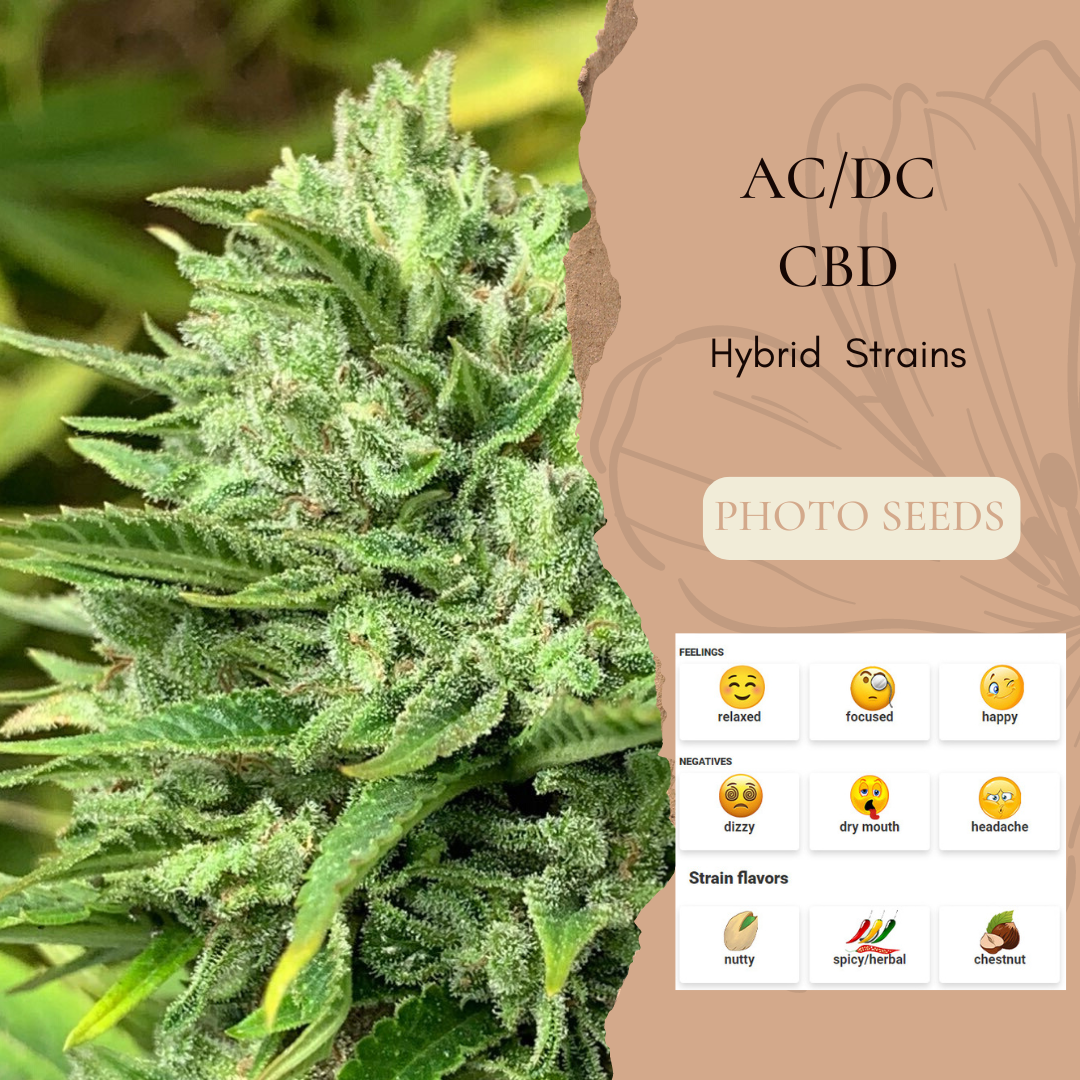 AC/DC CBD