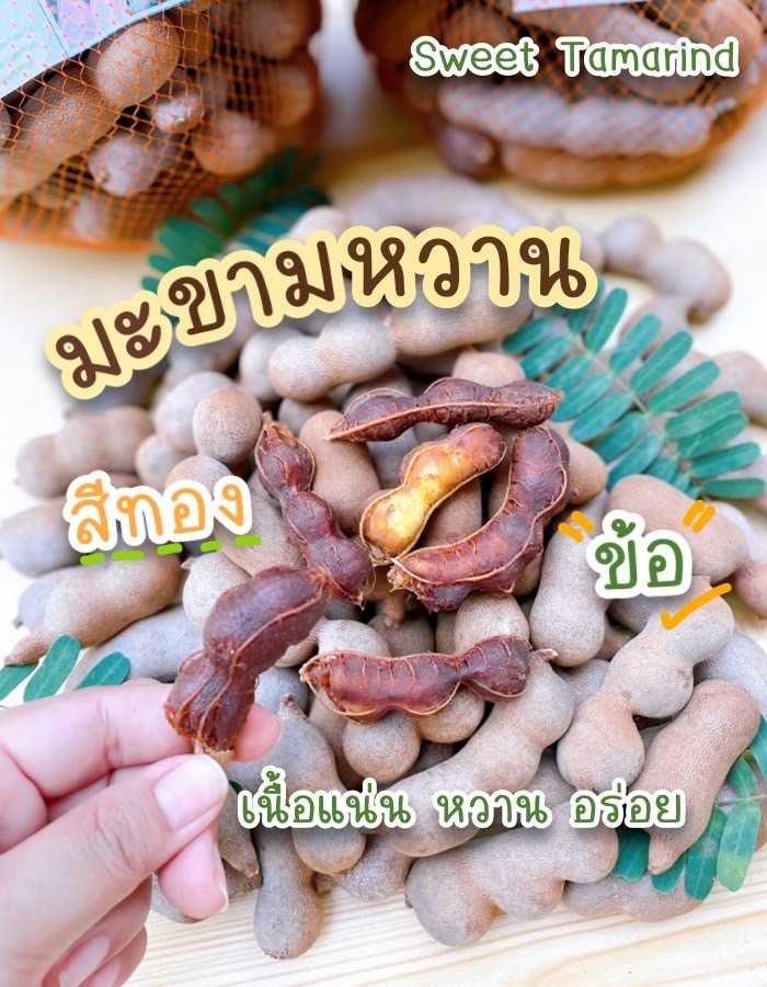 มะขามหวานสีทอง(แบบข้อ 2-3ข้อ) เมืองน่าน เนื้อแน่น หวาน อร่อย 1 กก. มะขามใหม่ ปี 2566 ส่งตรงจากสวนจ้า