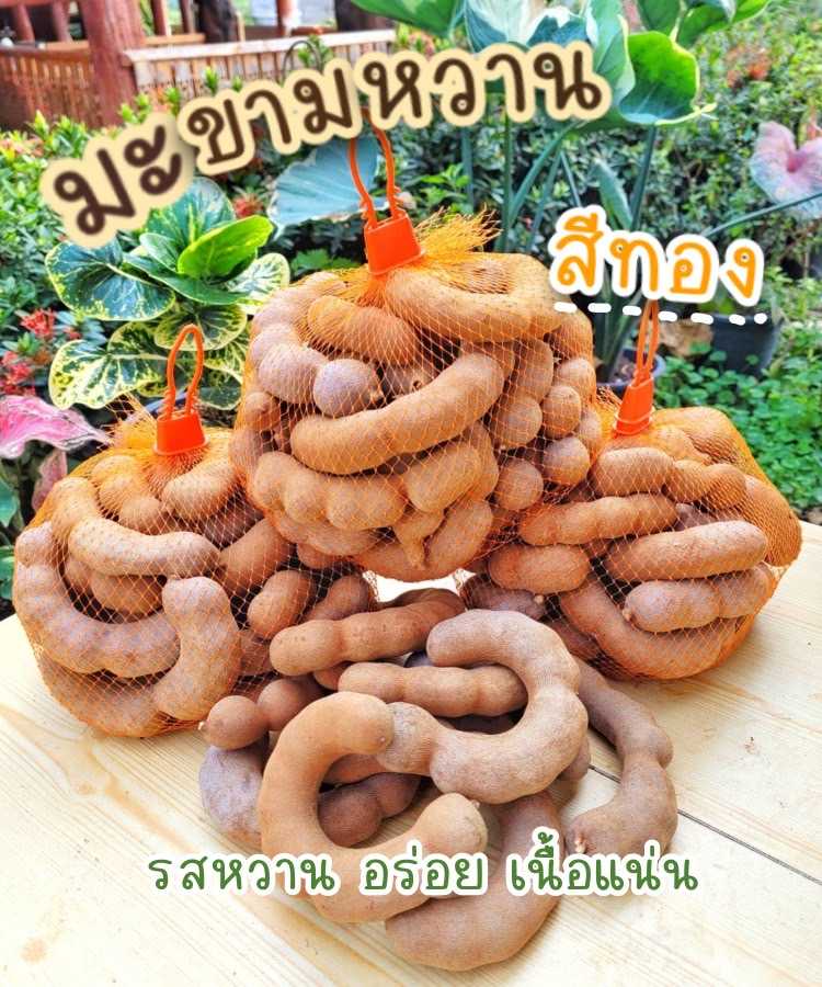 มะขามหวานสีทอง (แบบรวม) เมืองน่าน สวยๆ เนื้อแน่น หวาน อร่อย 1 กก. มะขามใหม่ ปี 2566 ส่งตรงจากสวนจ้า