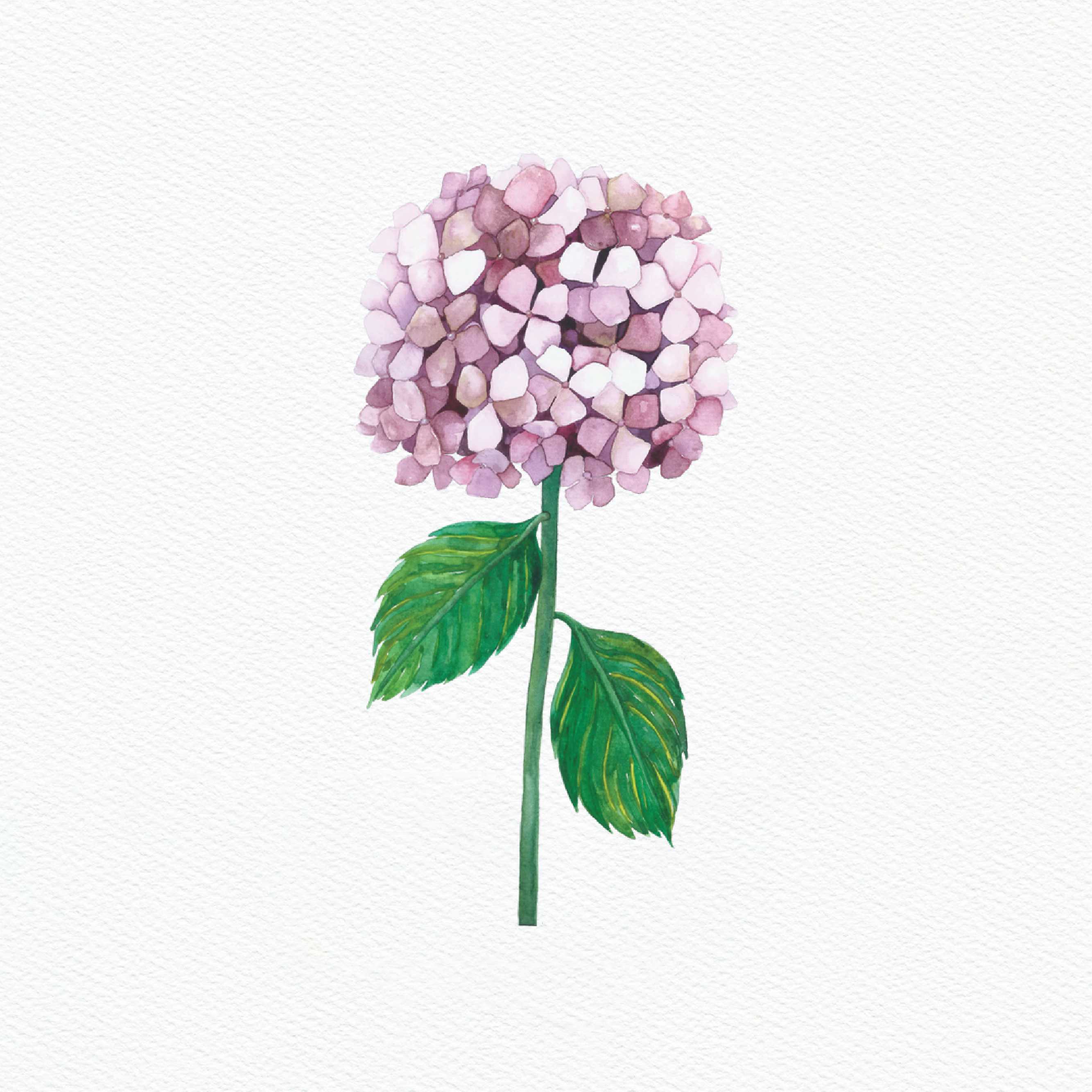 ttq floral sticker- pink hydrangea