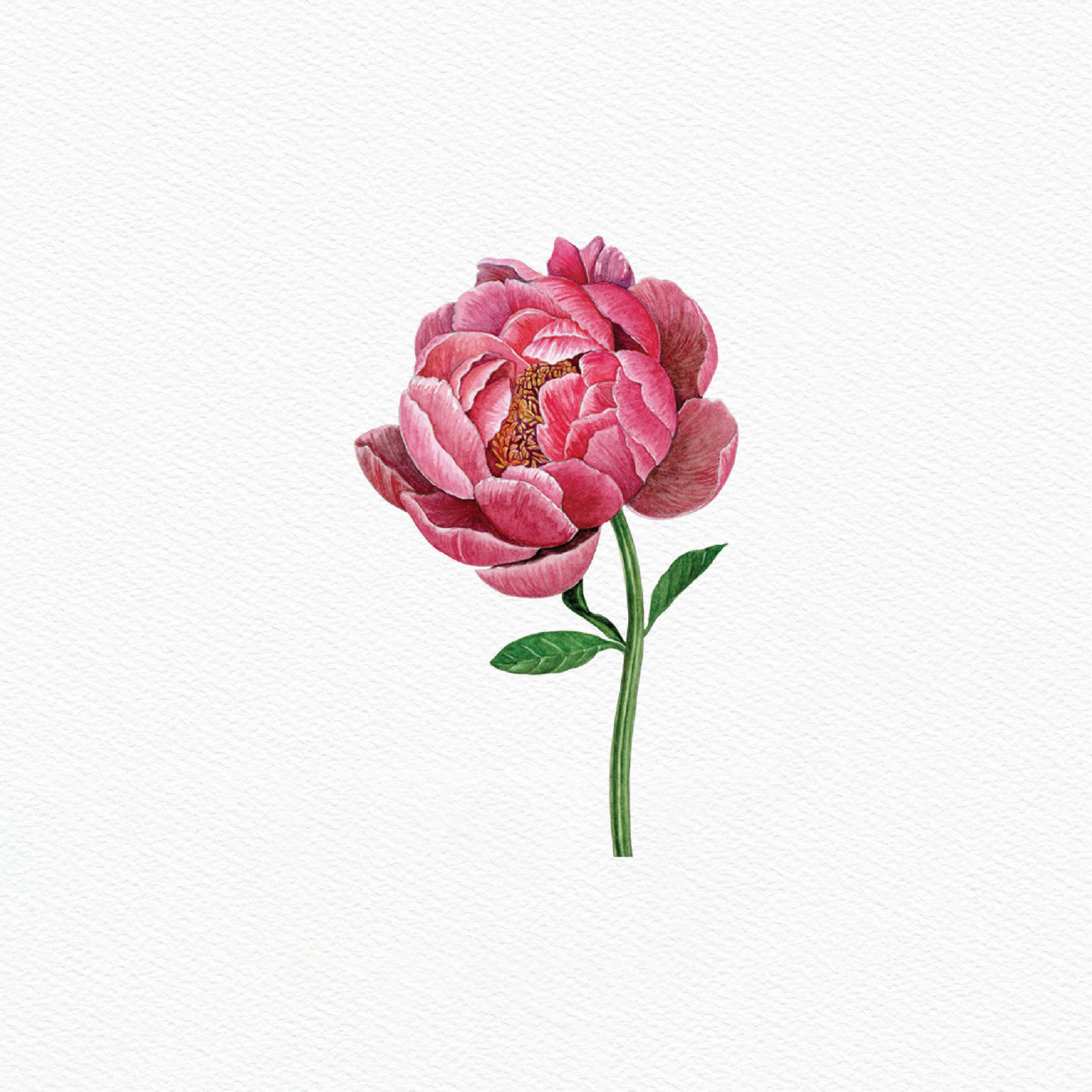 ttq floral sticker- pink peony