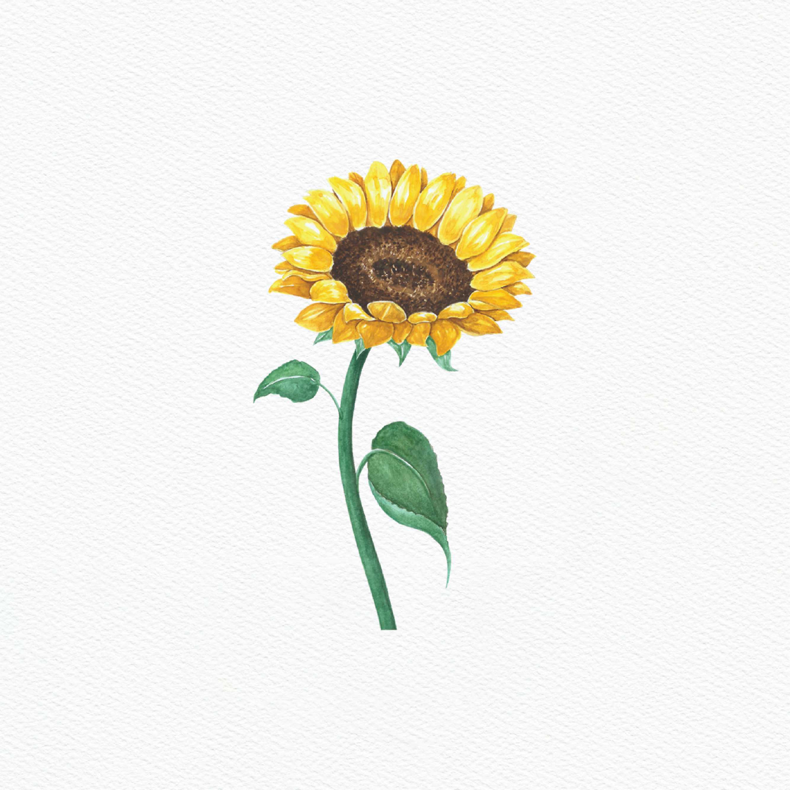 ttq floral sticker- sunflower 1