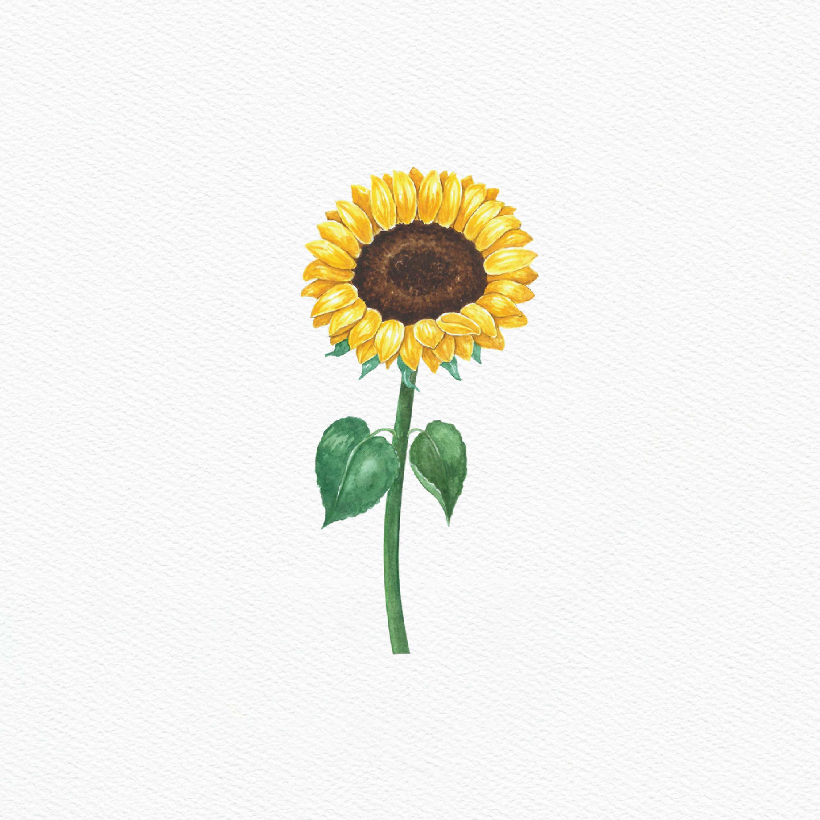 ttq floral sticker- sunflower 2