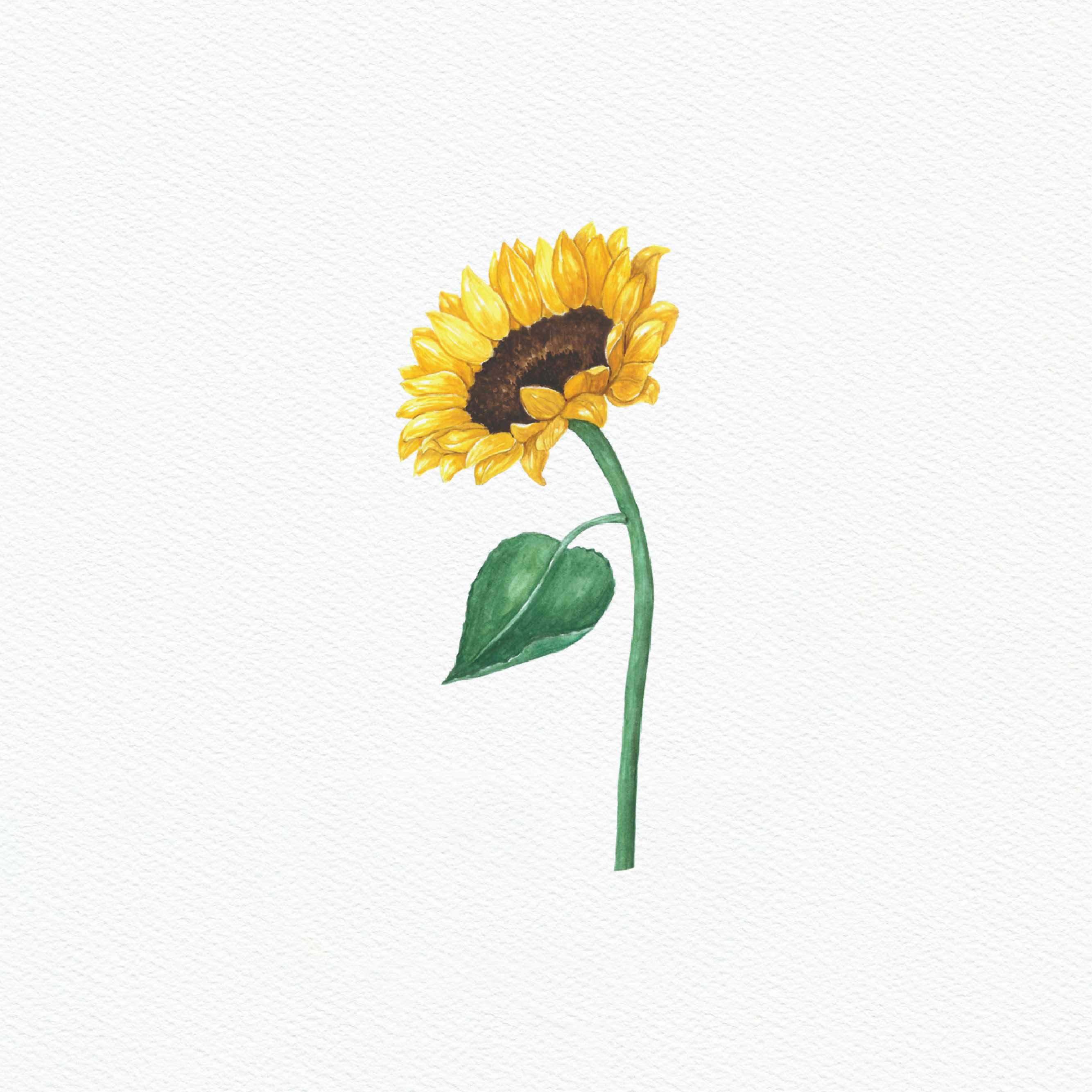 ttq floral sticker- sunflower 3