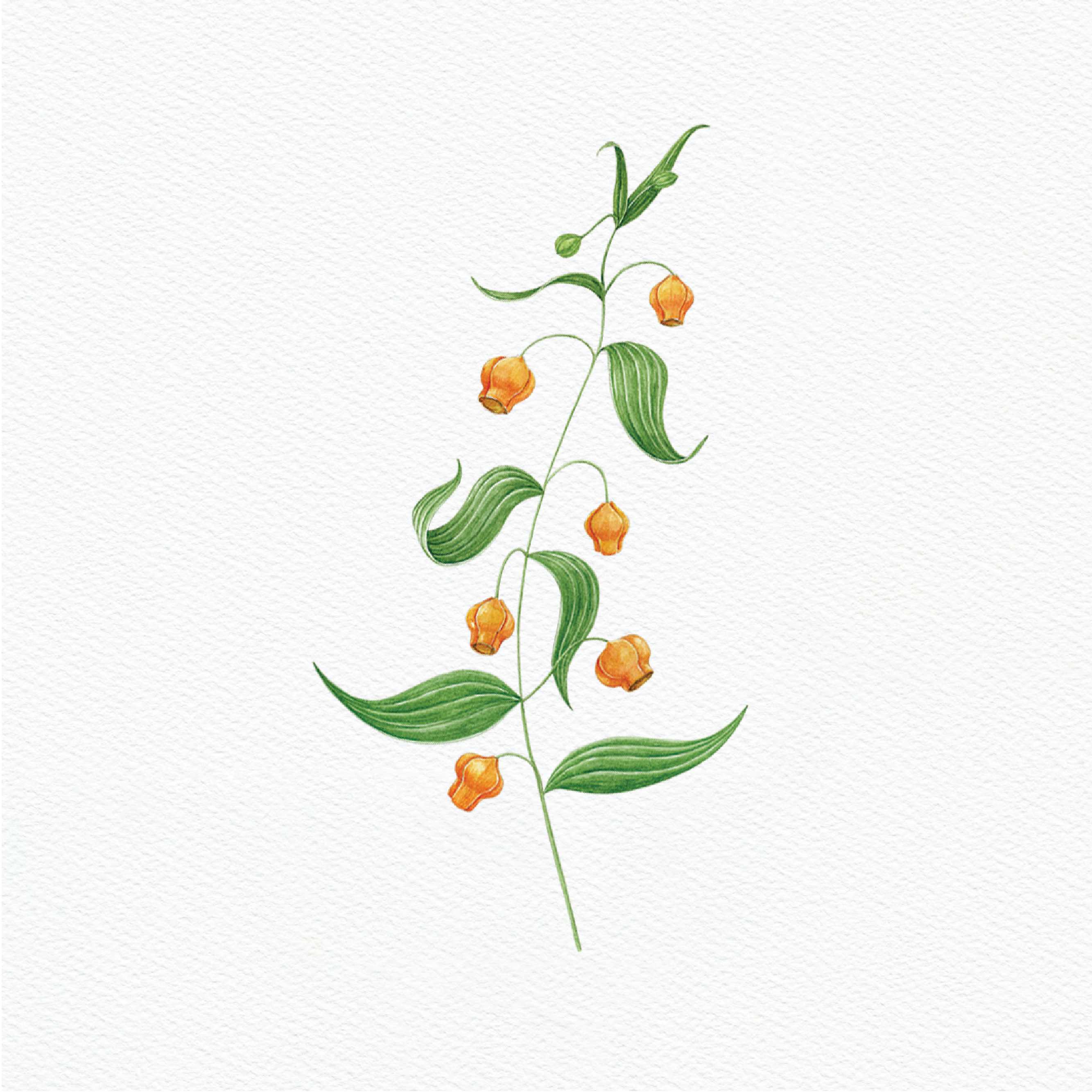 ttq floral sticker- sandersonia