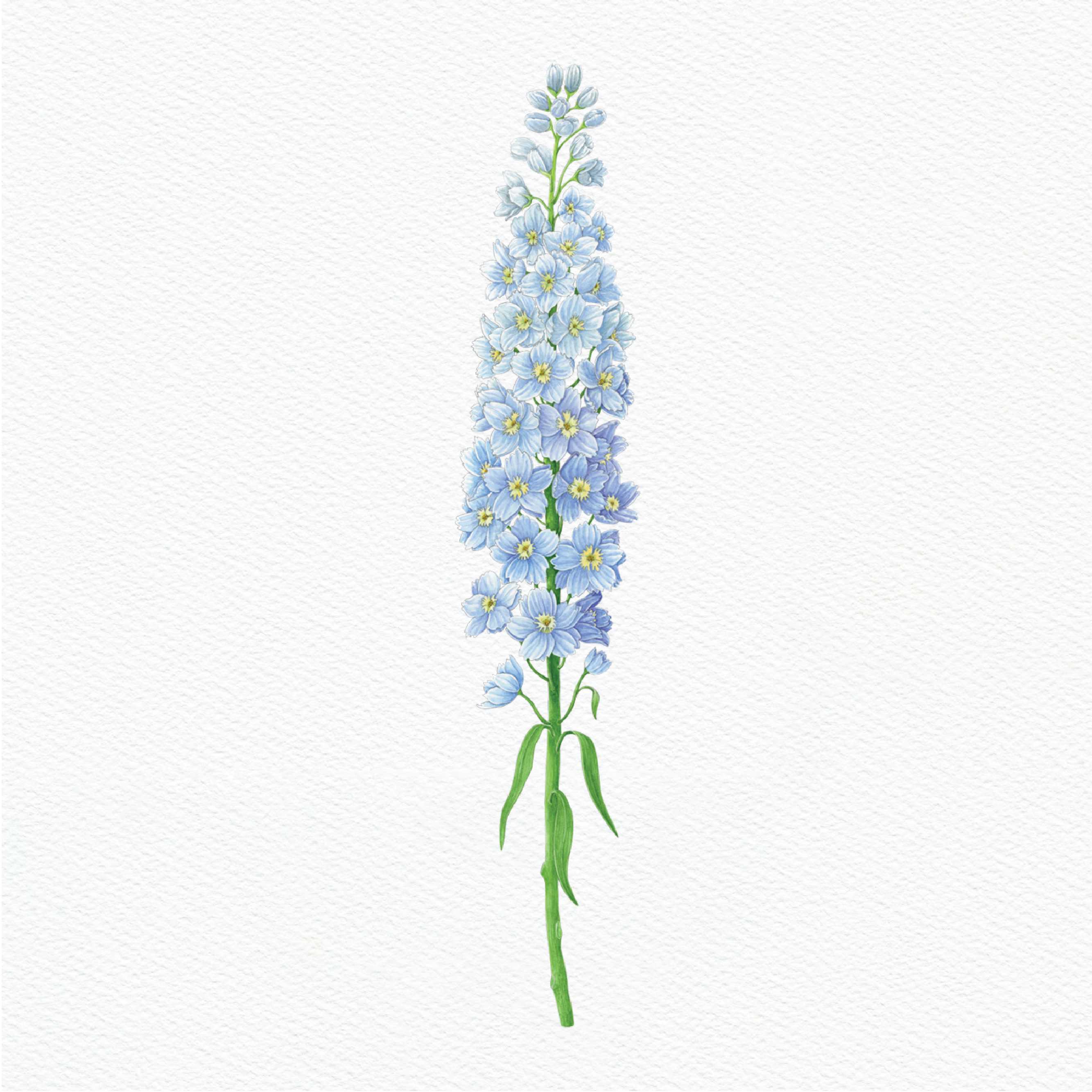 ttq floral sticker- delphinium