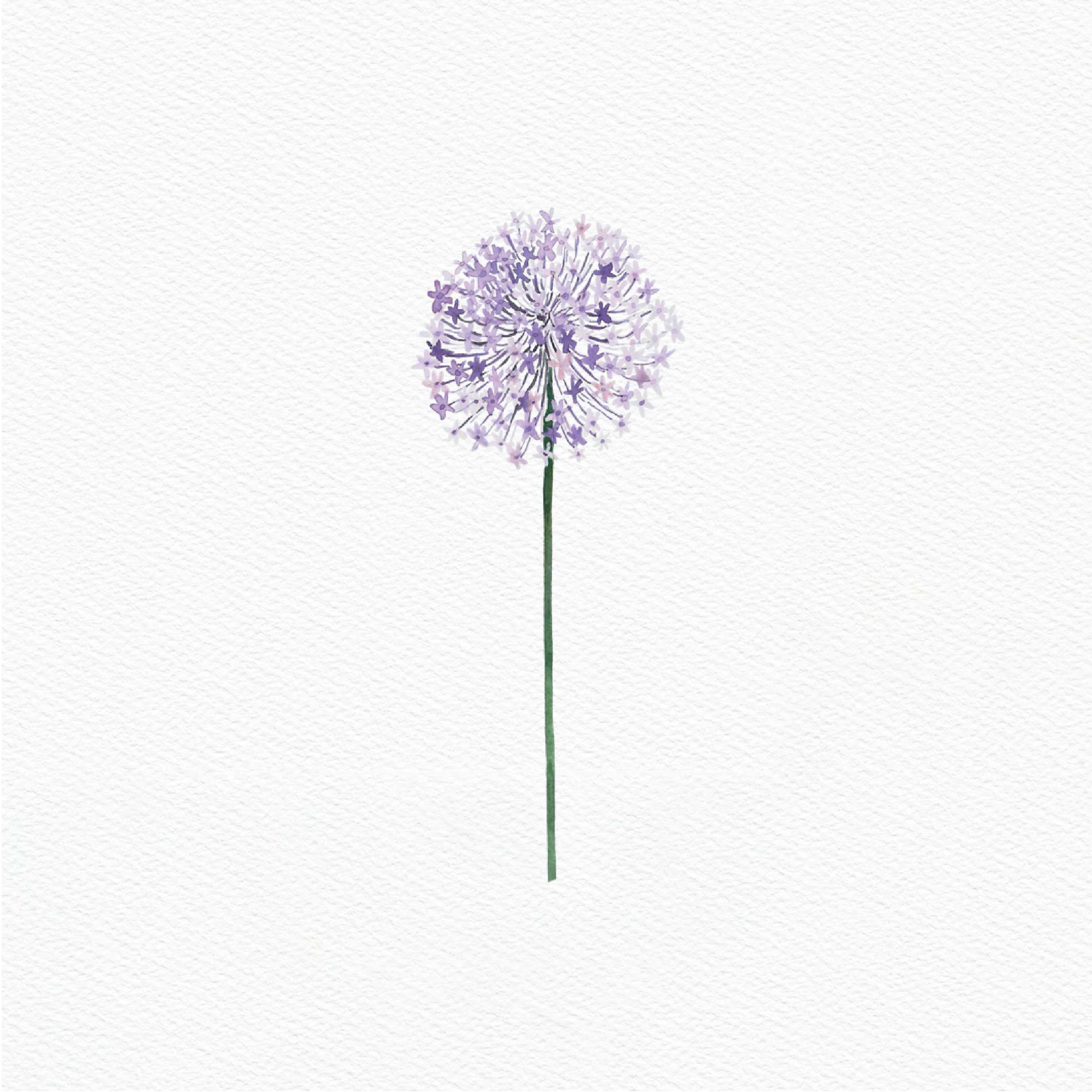 ttq floral sticker- allium