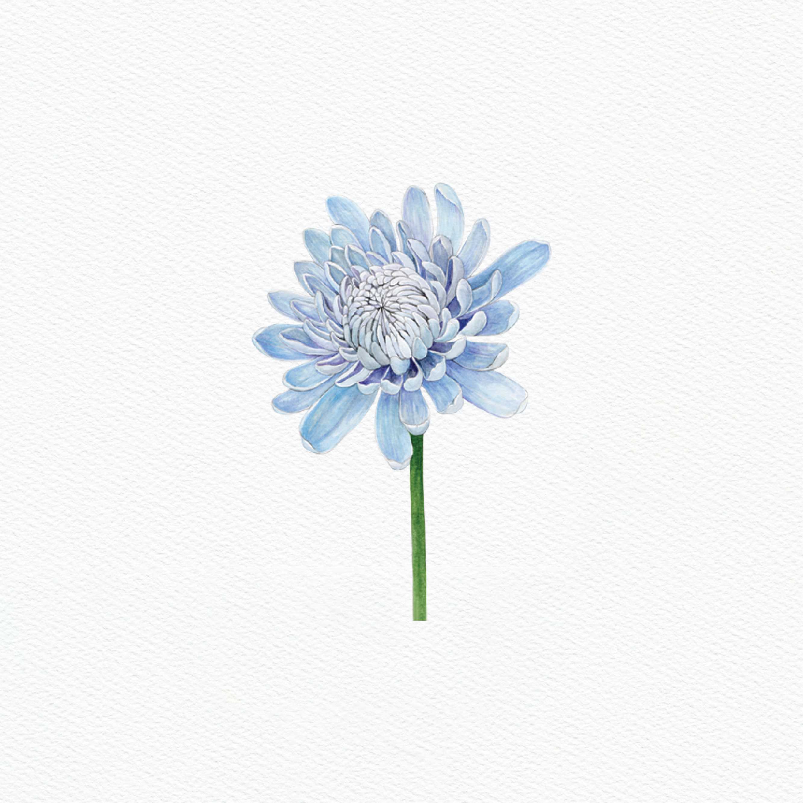 ttq floral sticker- chrysanthemum