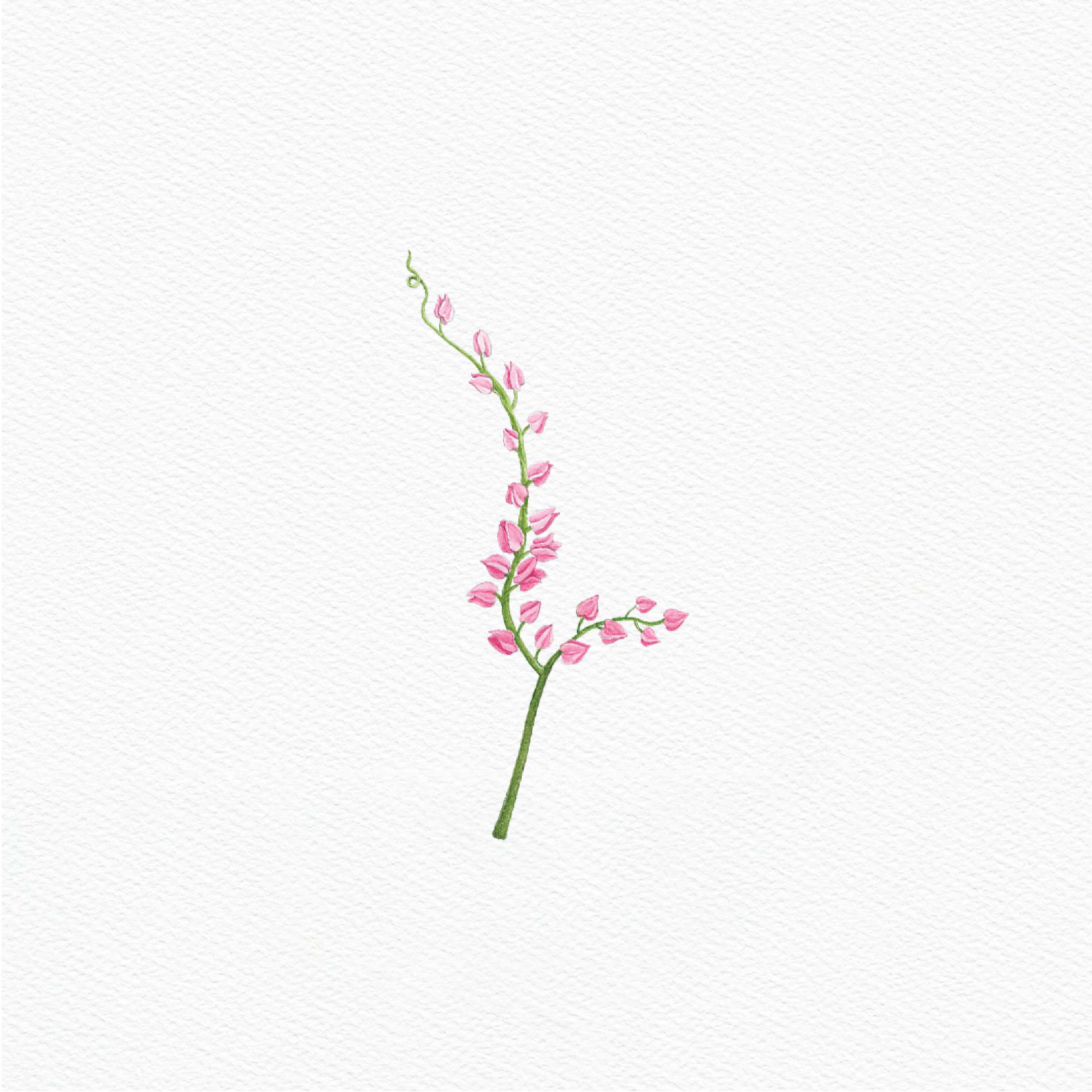 ttq floral sticker- coral vine