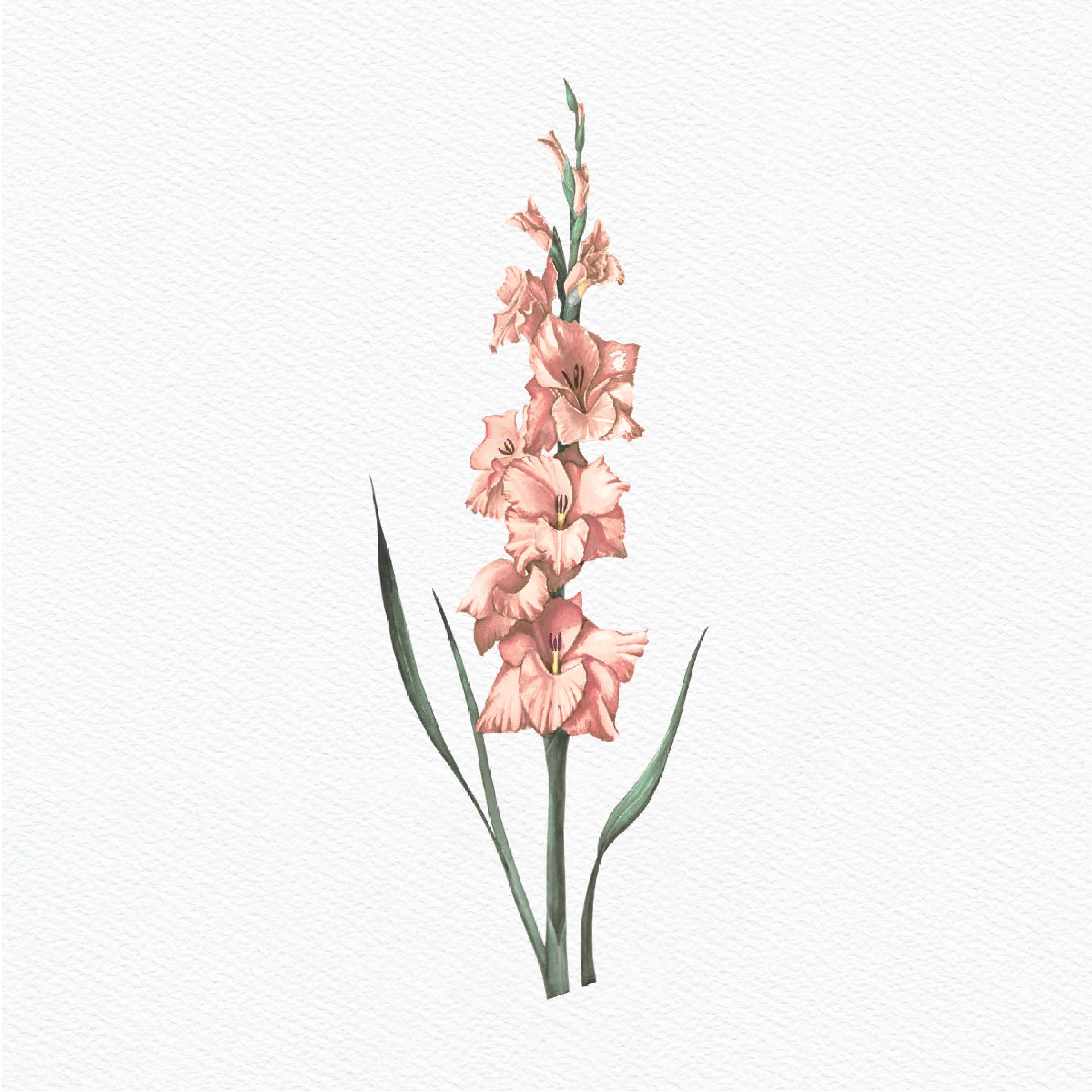 ttq floral sticker- gladiolus