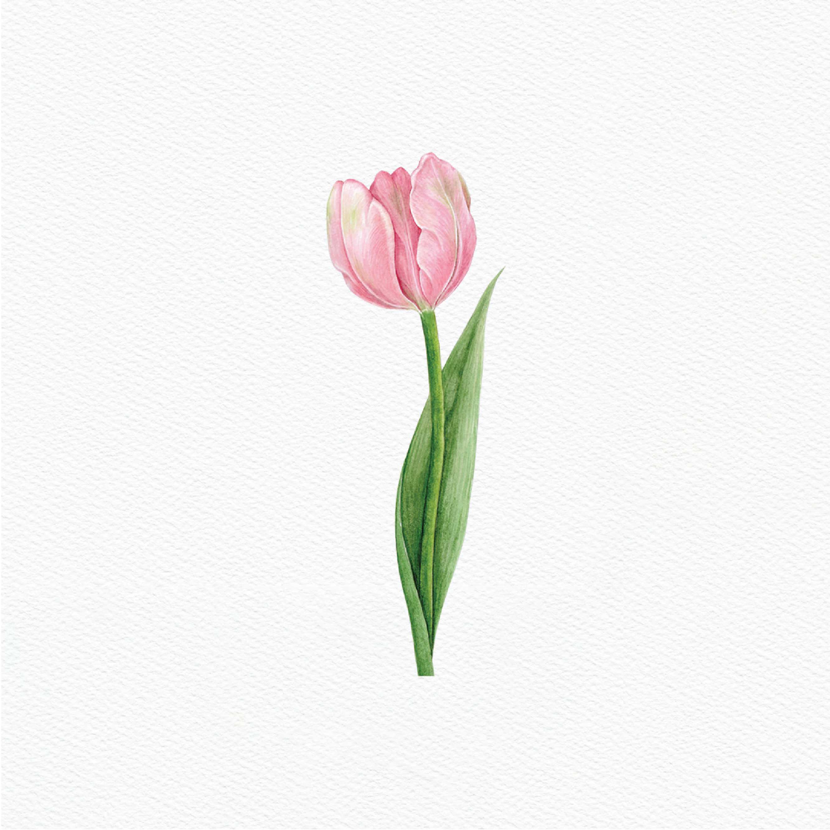 ttq floral sticker- pink tulip