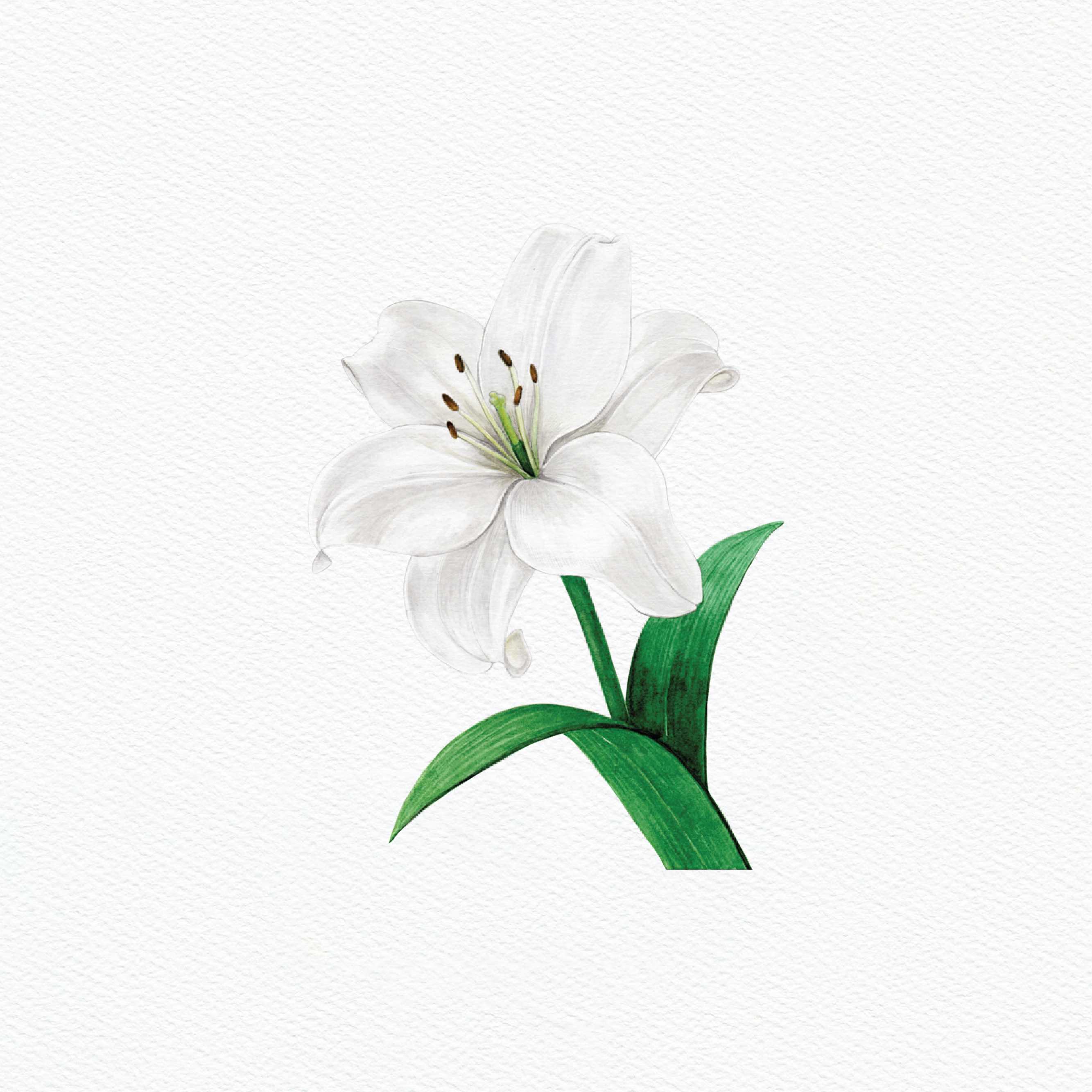 ttq floral sticker- white lily