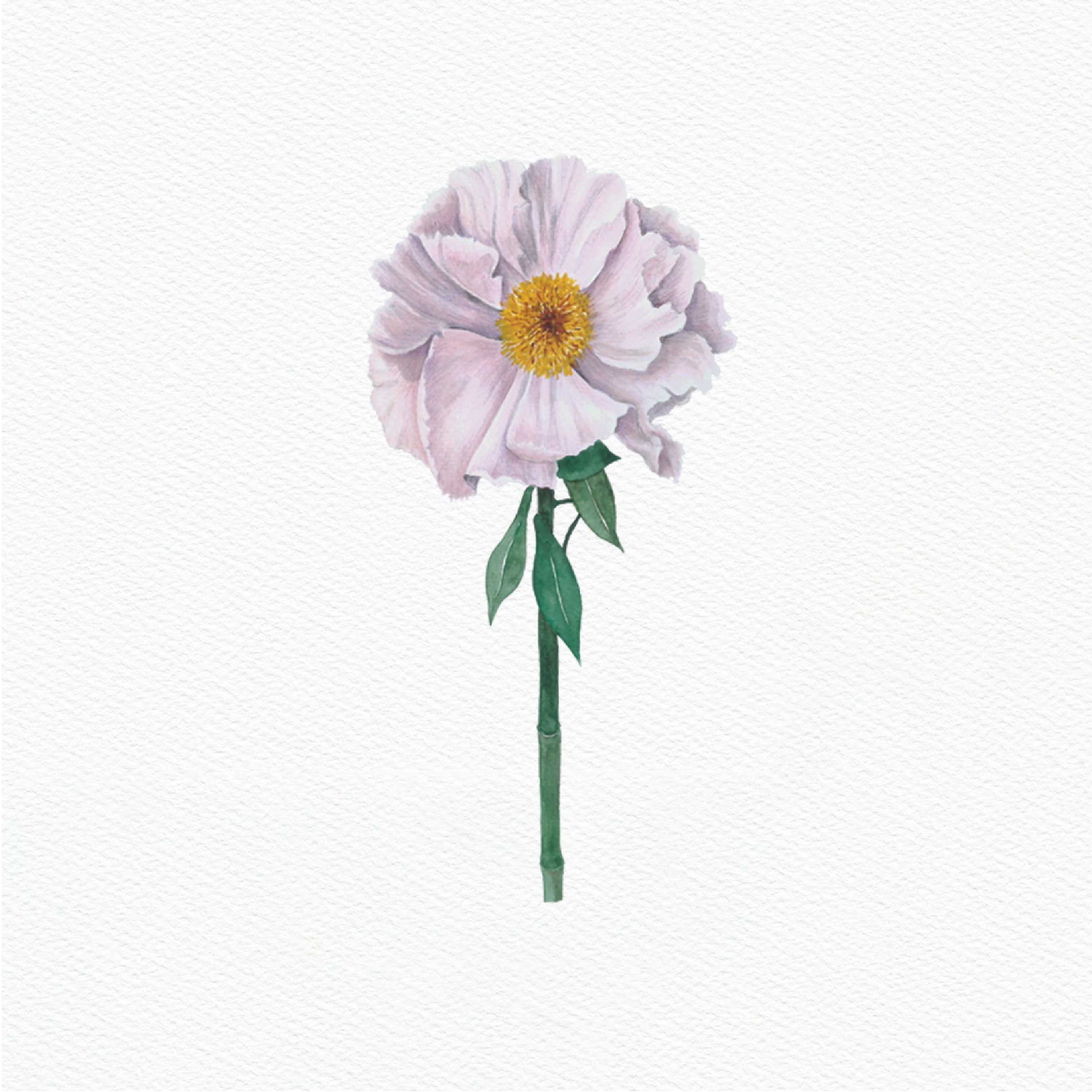 ttq floral sticker- light pink peony