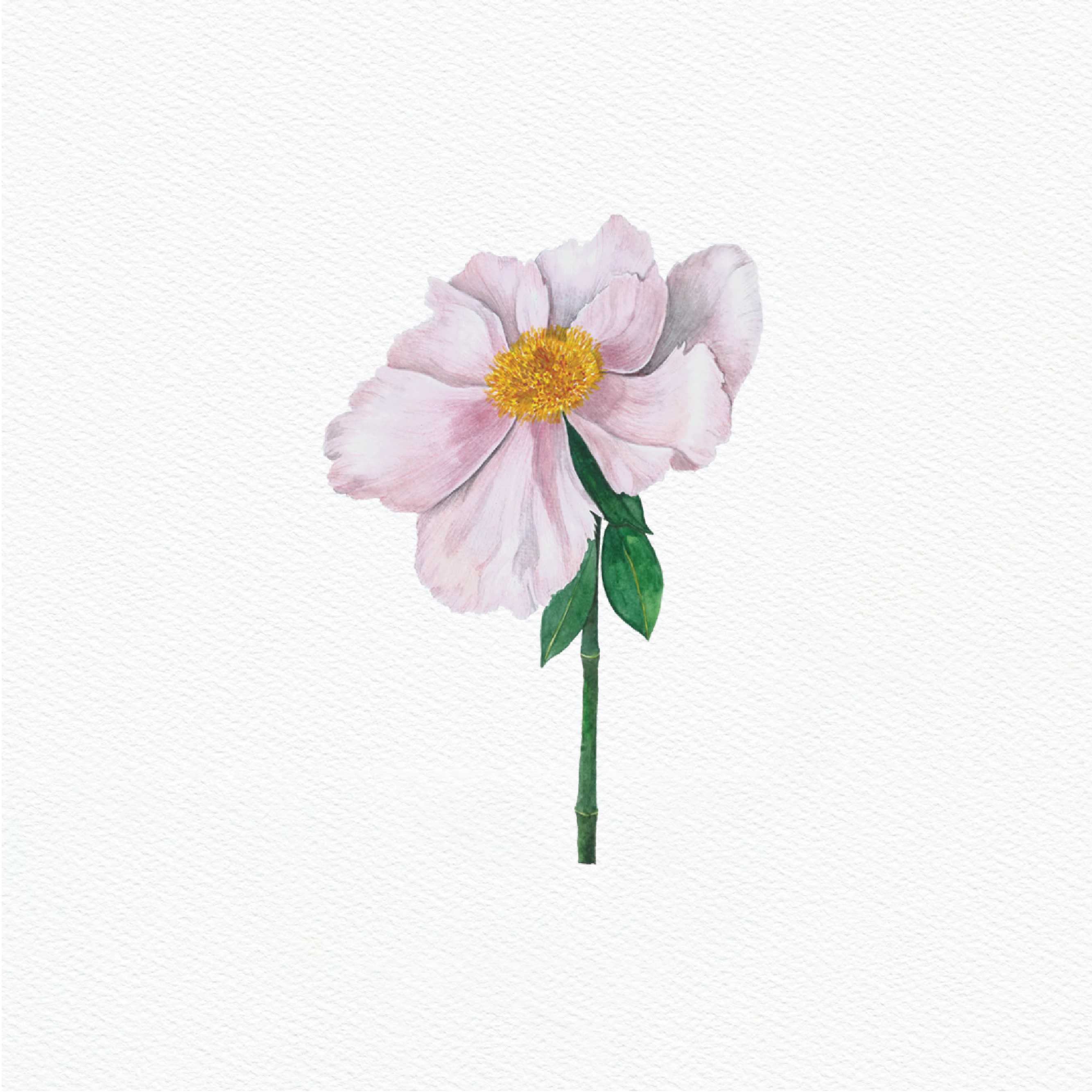 ttq floral sticker- light pink peony bloom