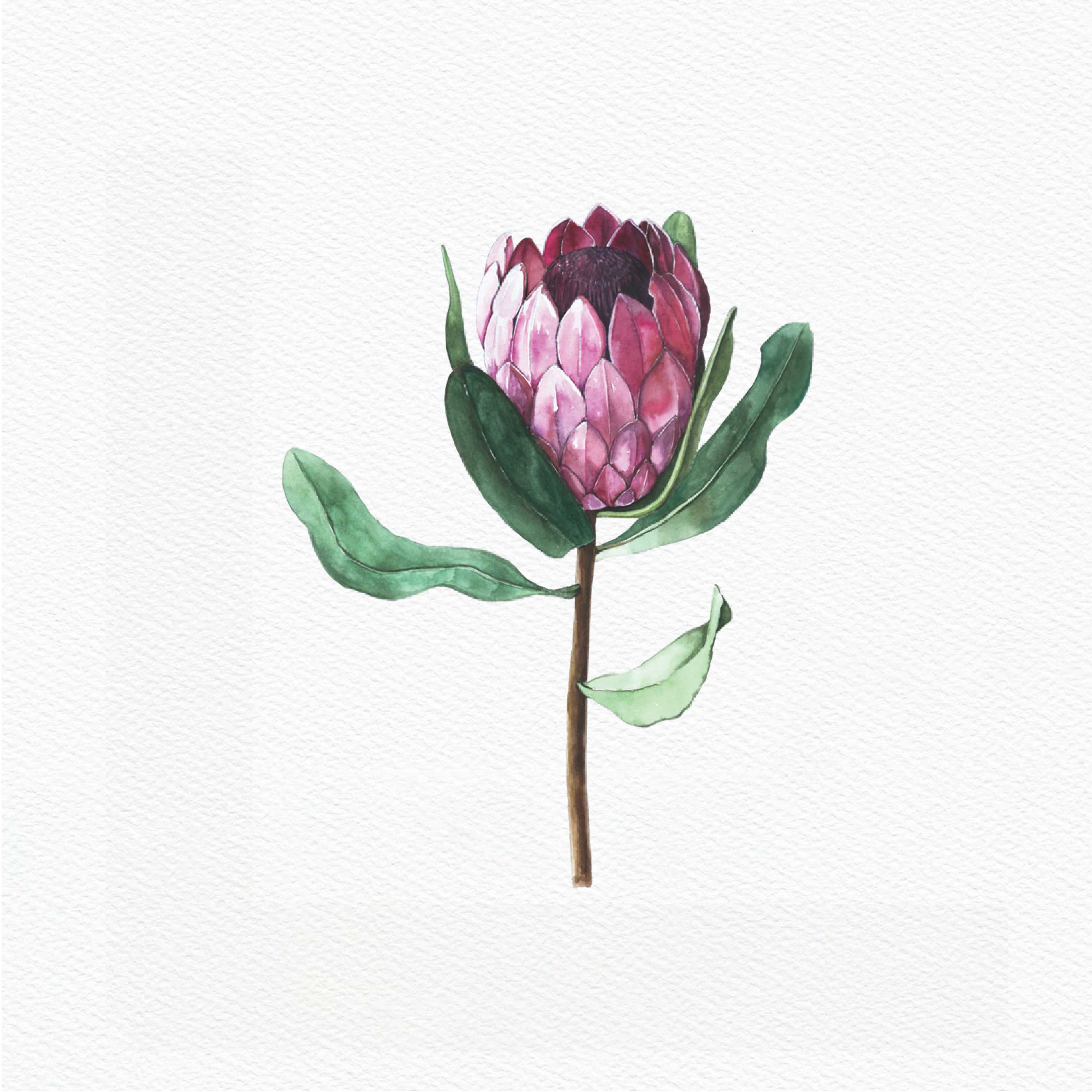 ttq floral sticker- protea