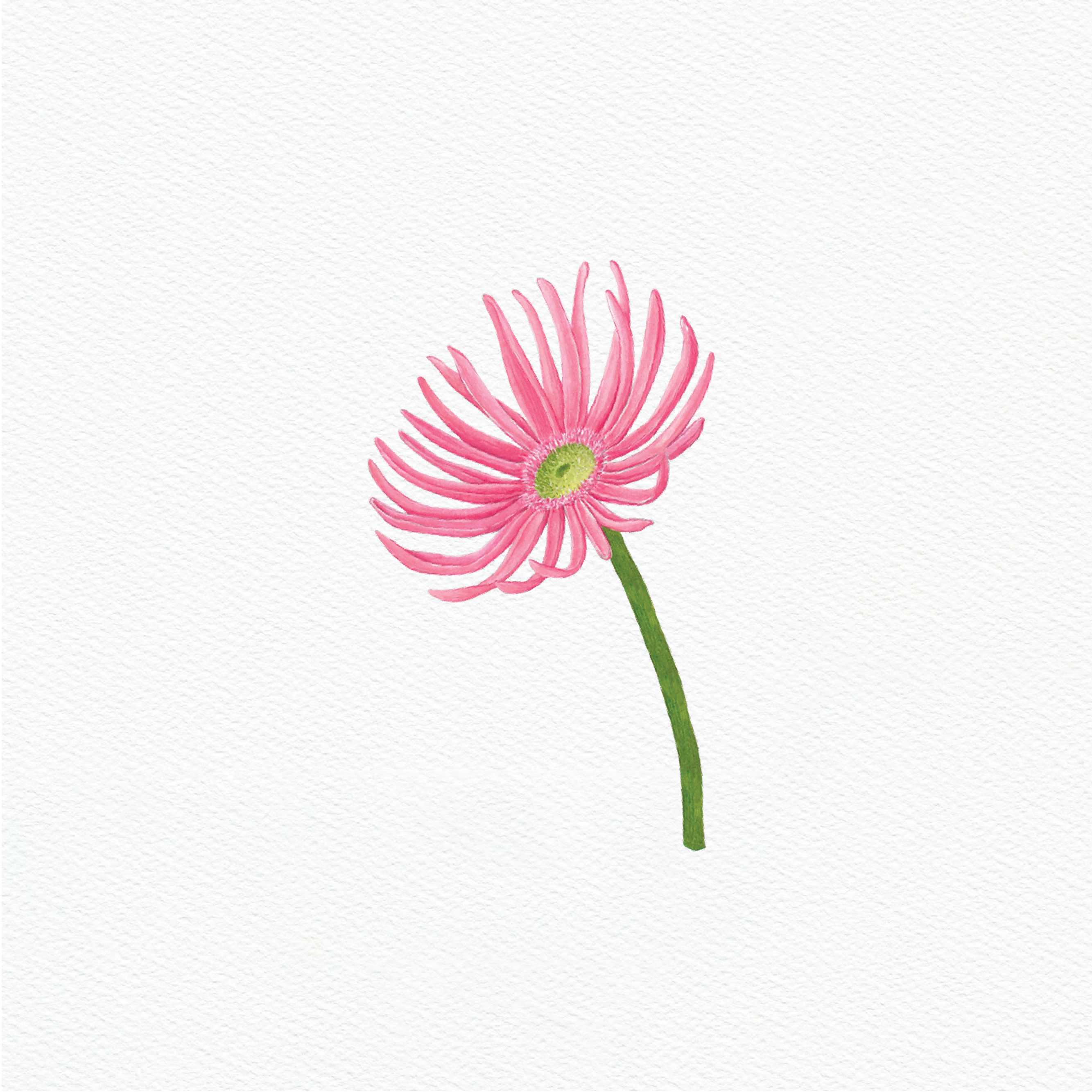 ttq floral sticker- spider gerbera