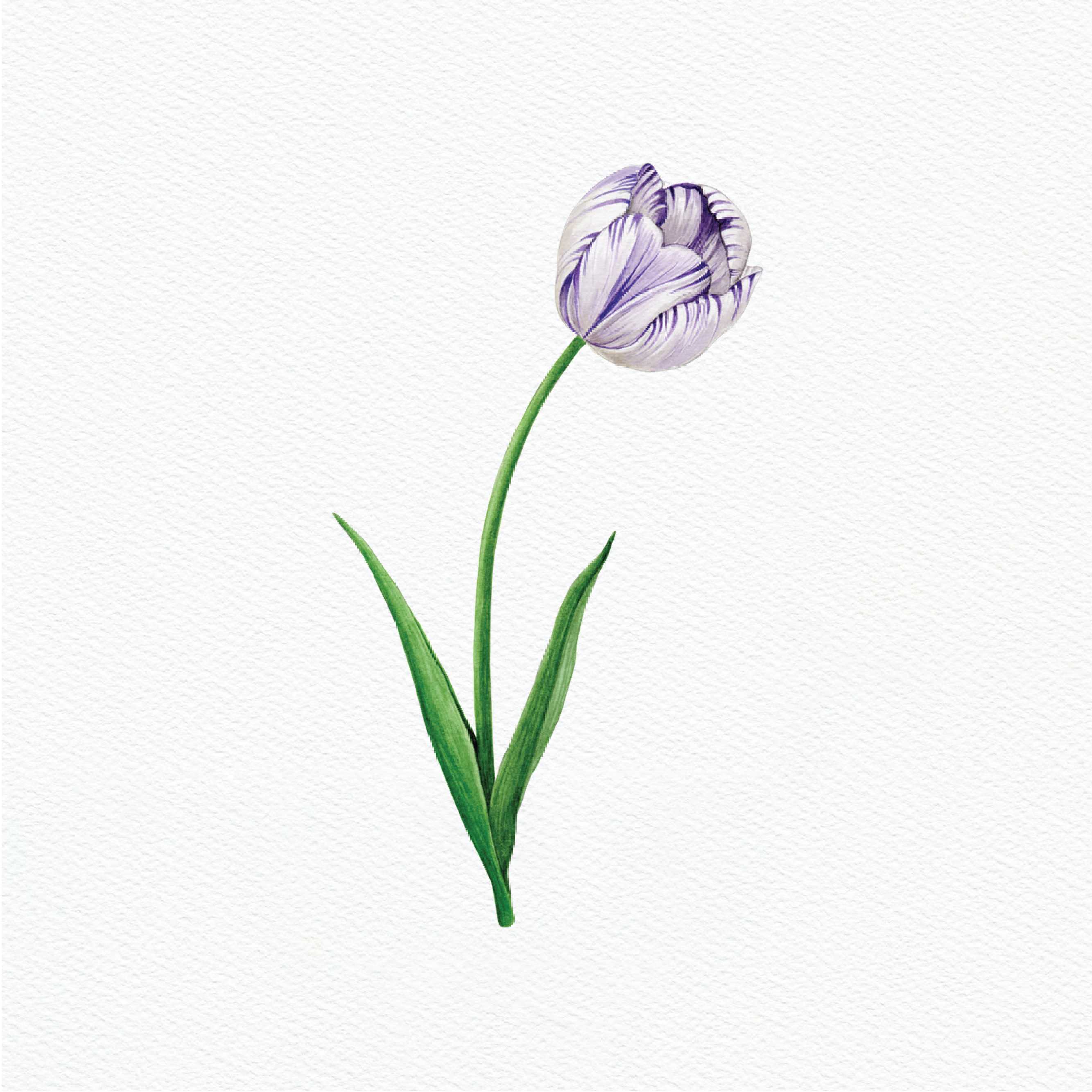 ttq floral sticker-rembrandt tulip (purple)