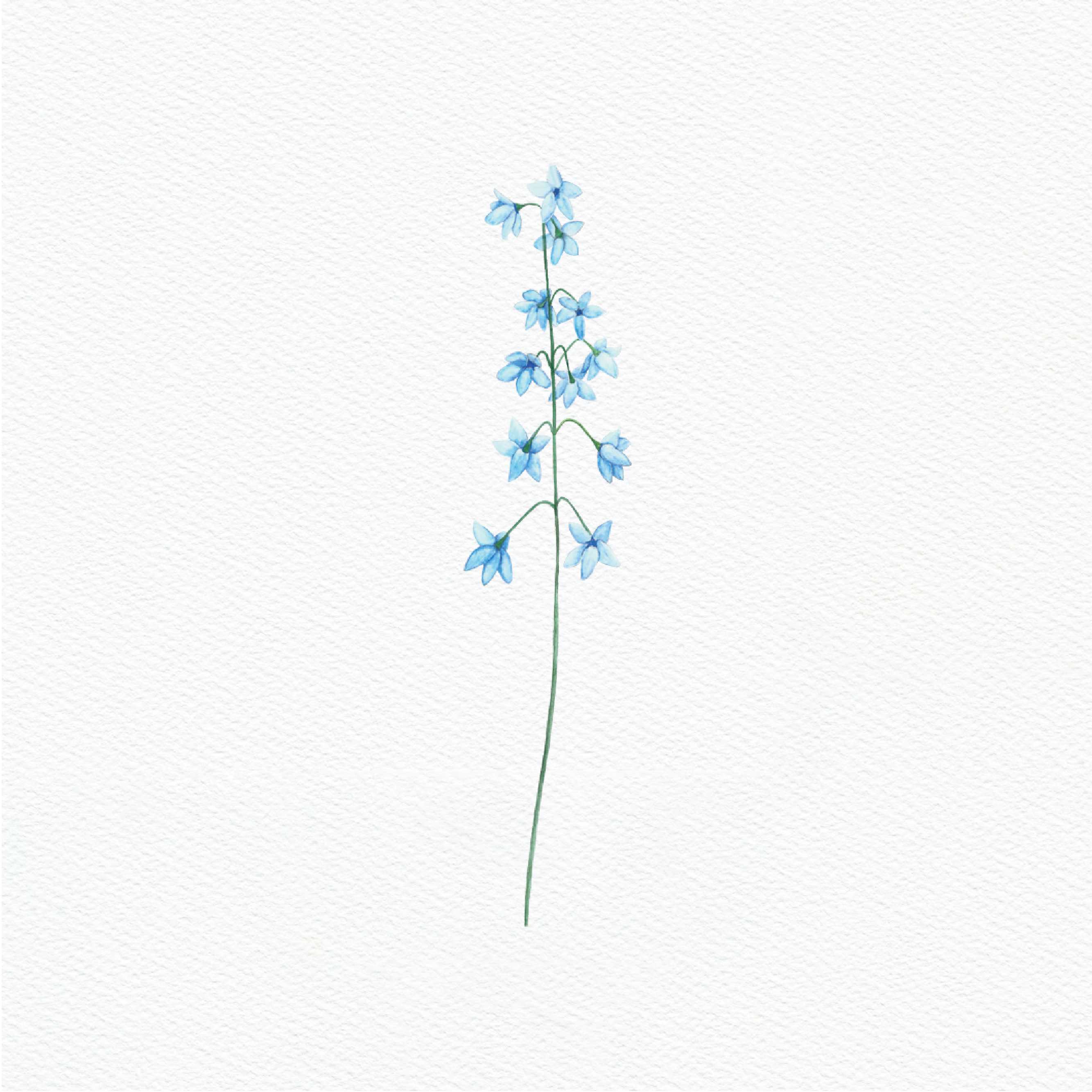 ttq floral sticker- spray delphinium