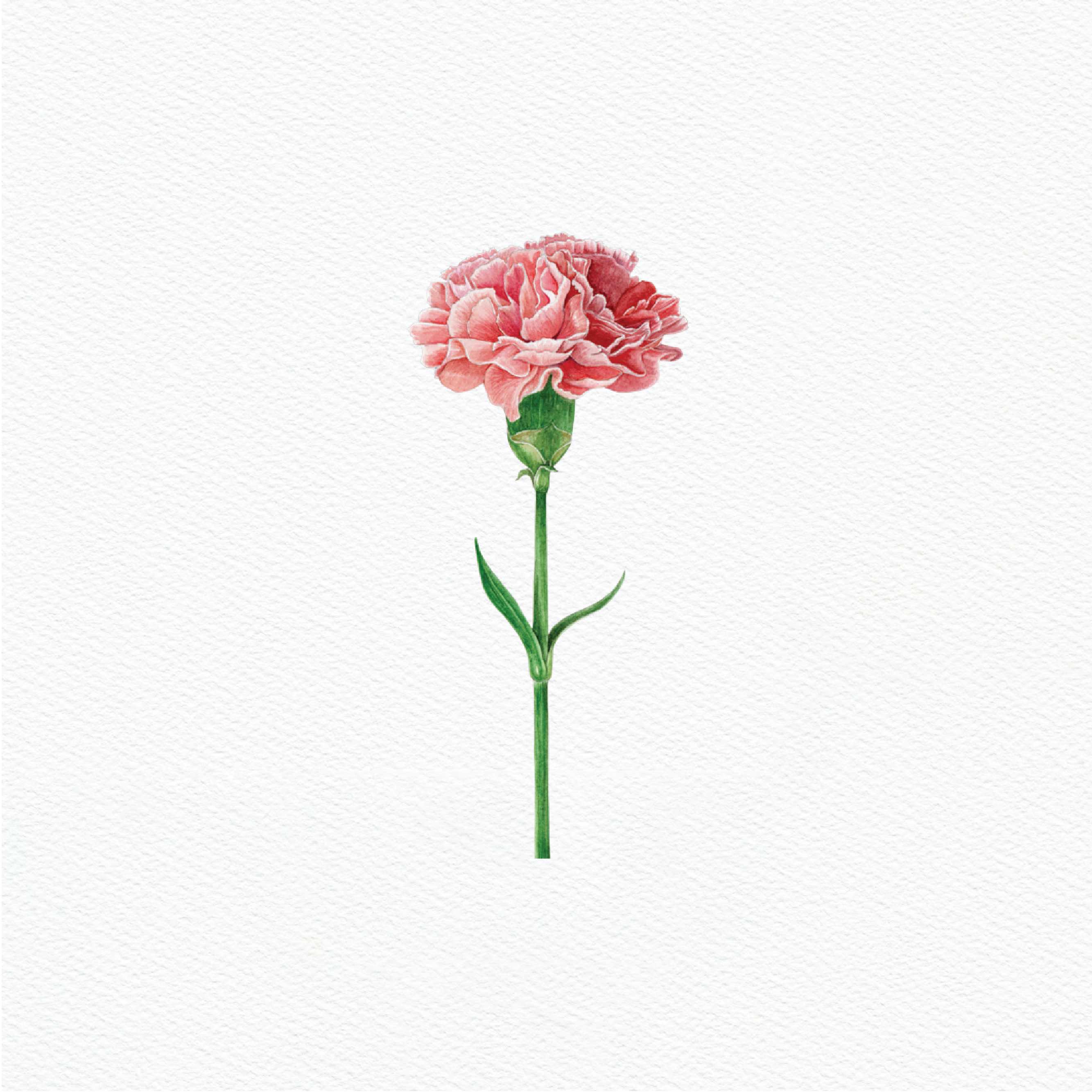 ttq floral sticker- carnation