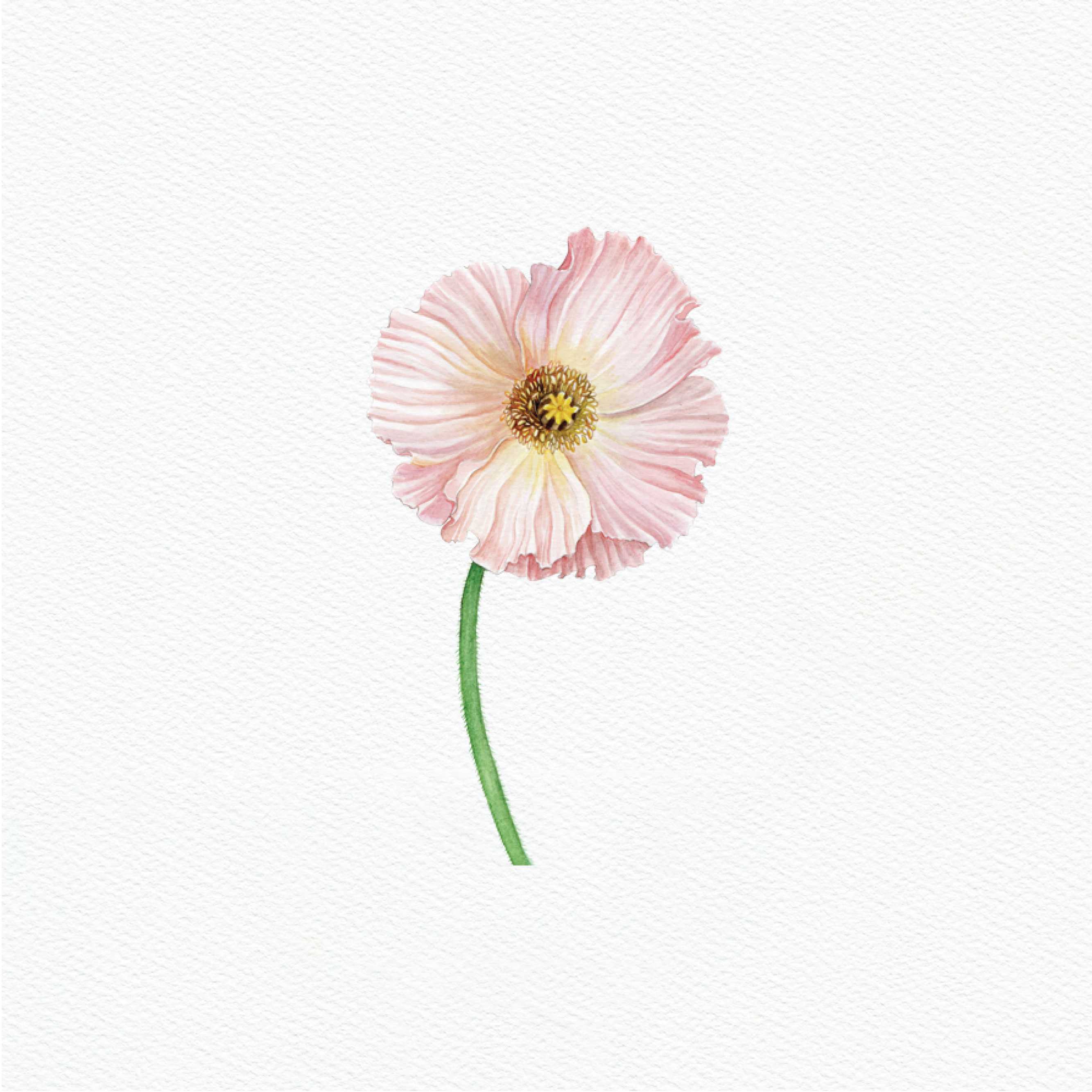 ttq floral sticker- iceland poppy