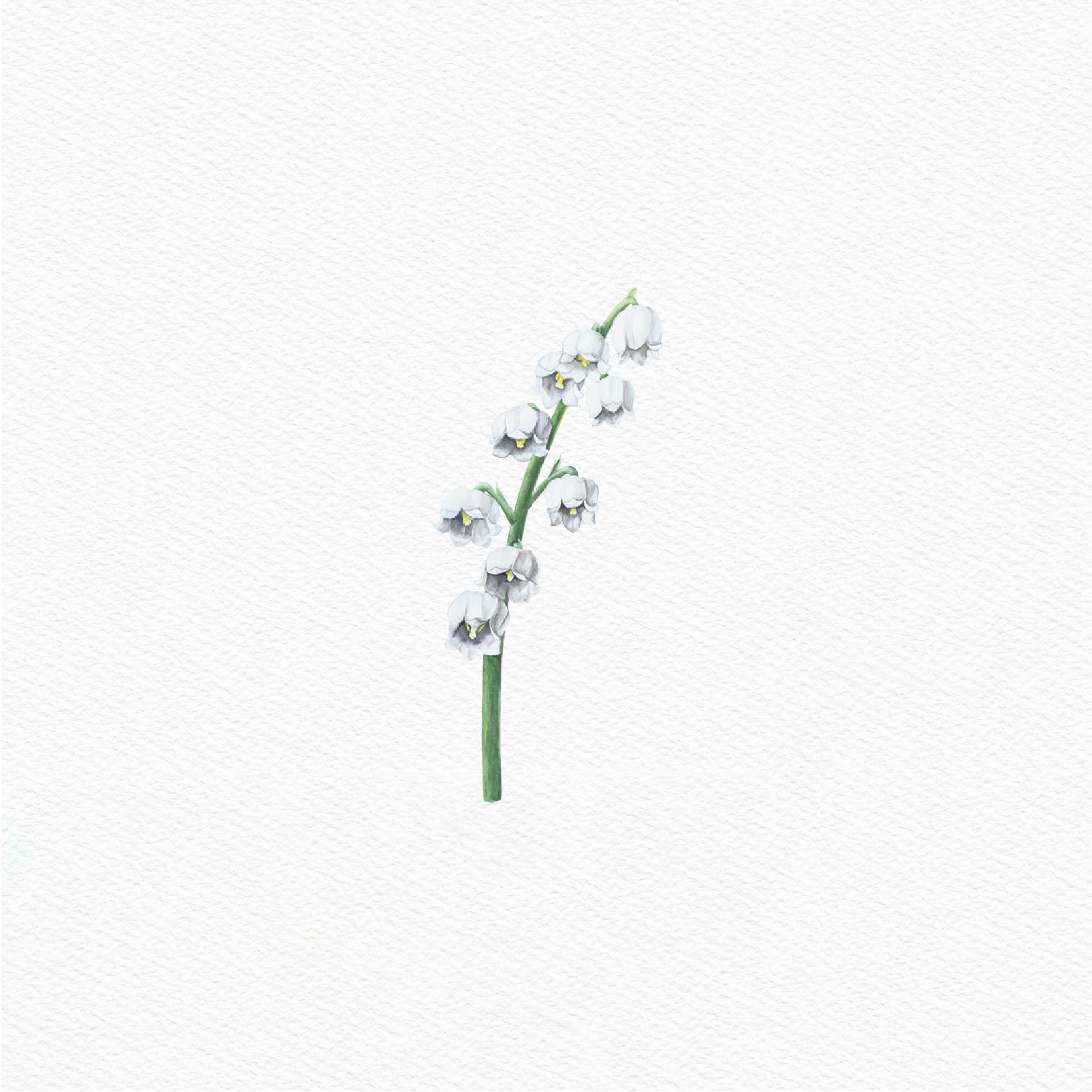 ttq floral sticker- lily of the valley
