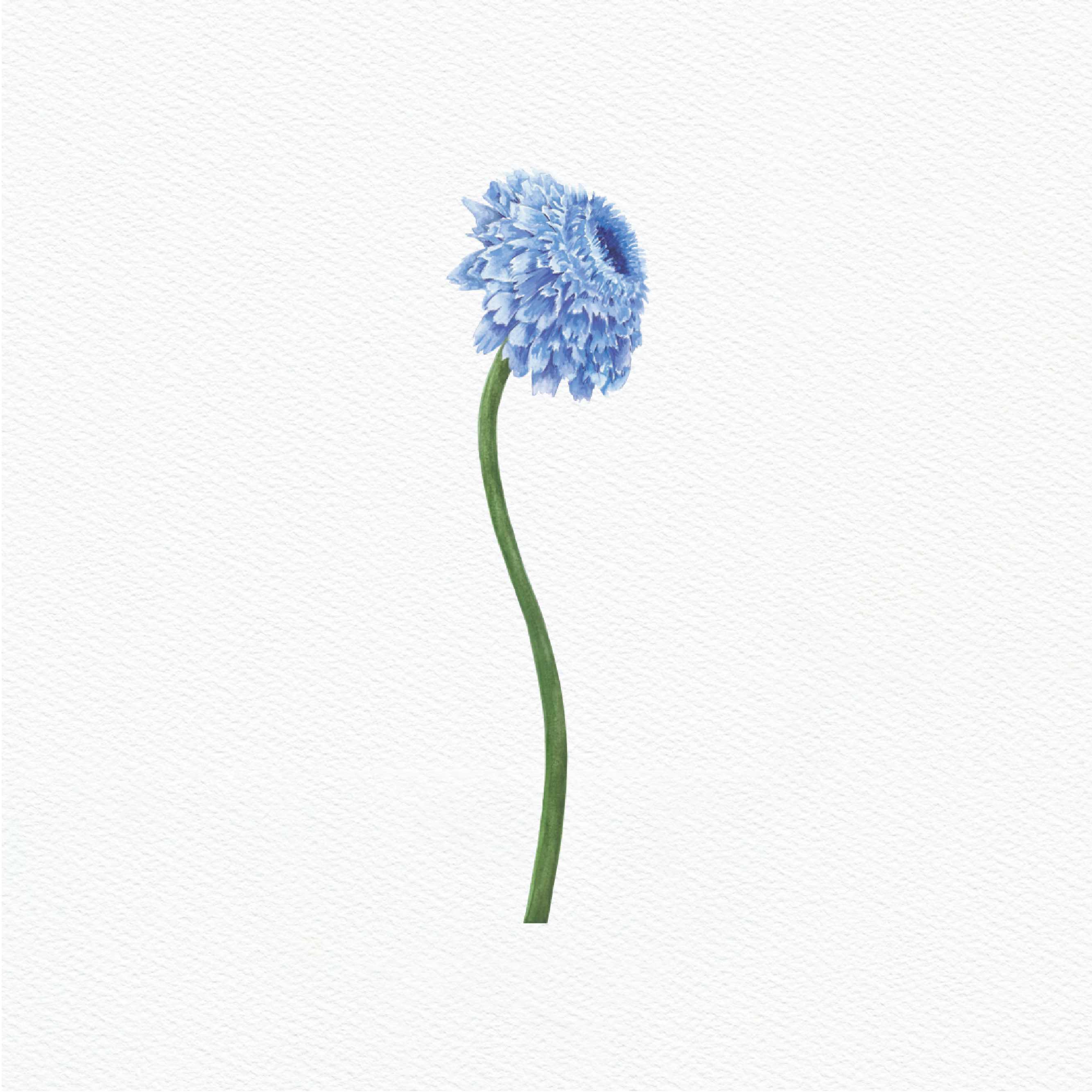 ttq floral sticker- scabiosa 1