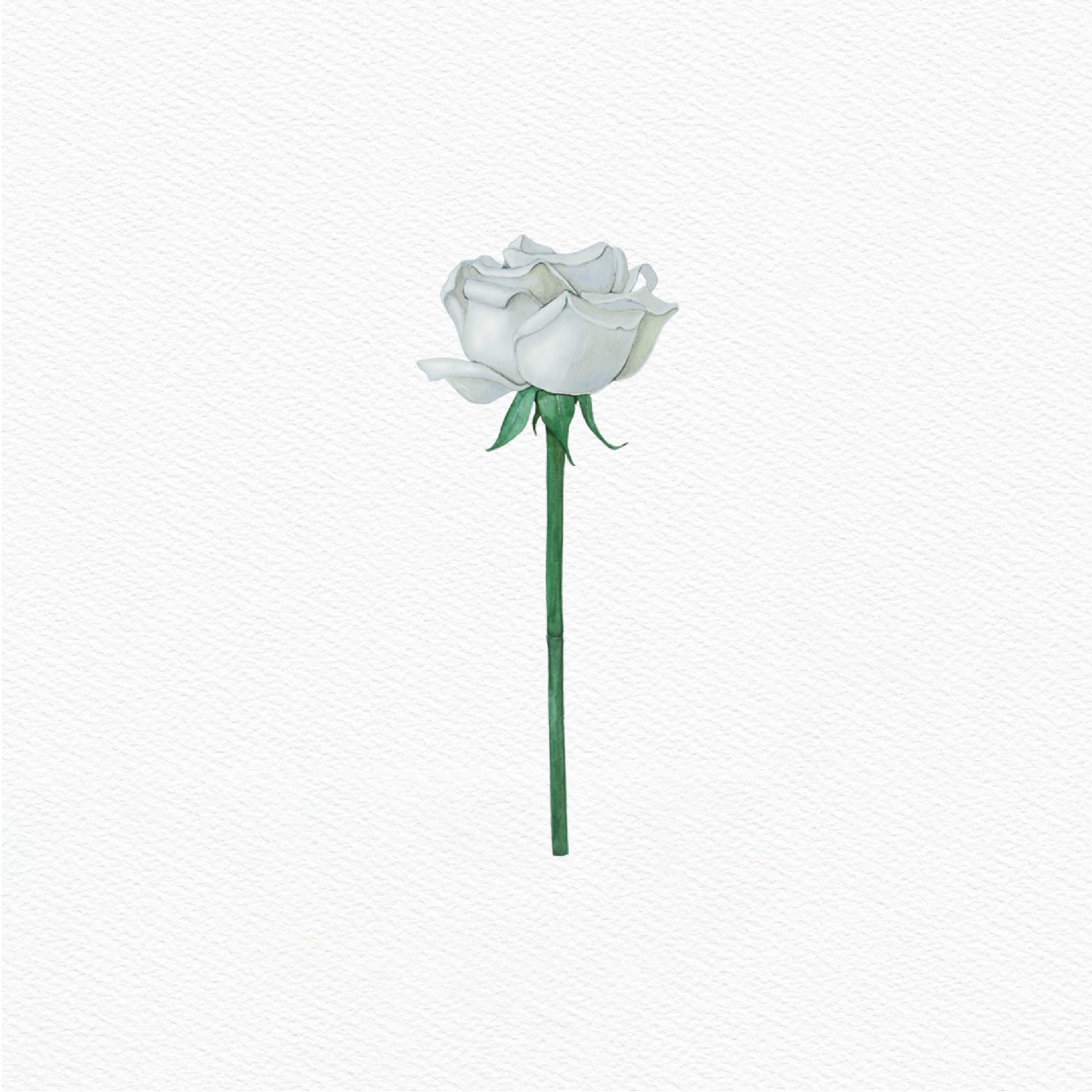 ttq floral sticker- white rose