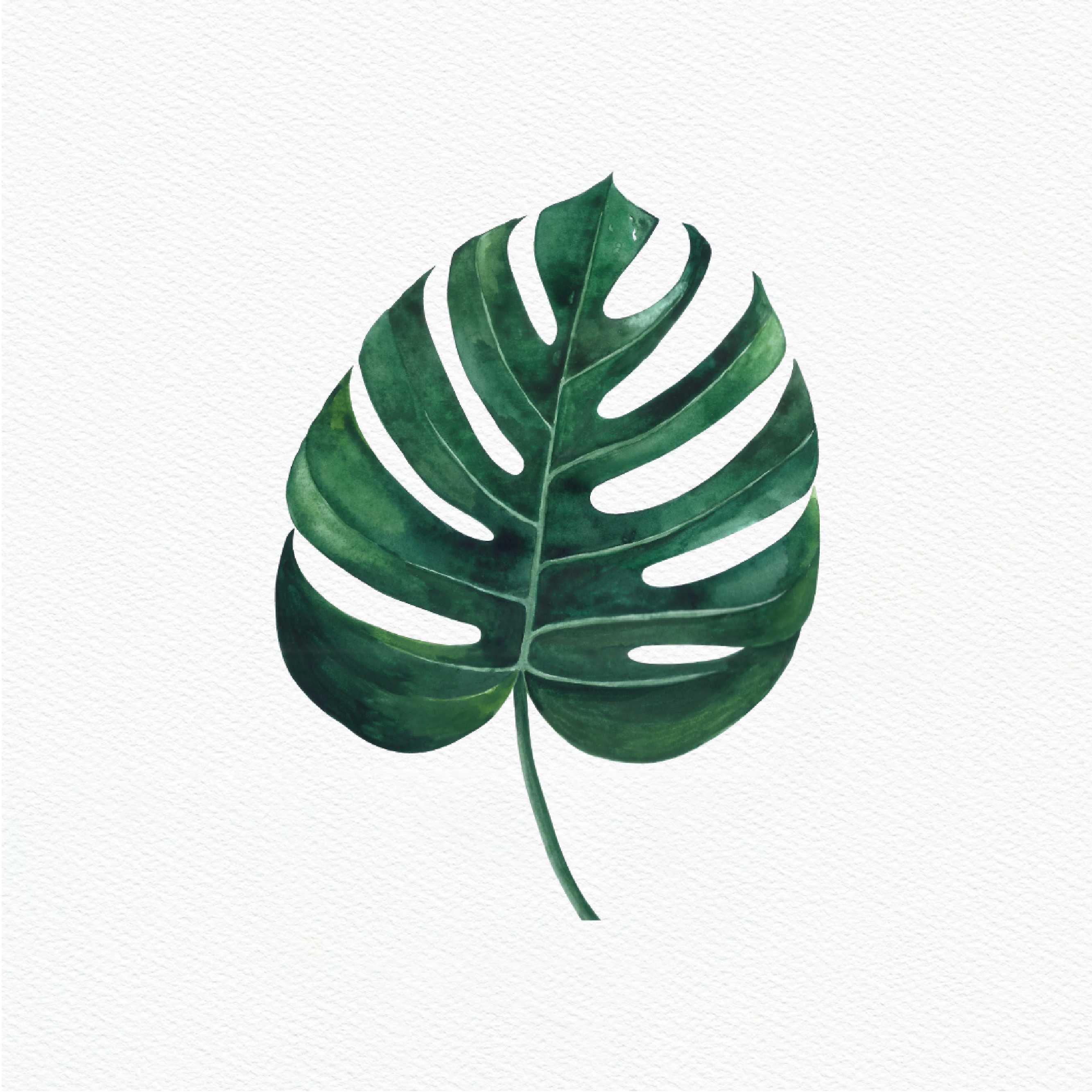 ttq floral sticker- monstera