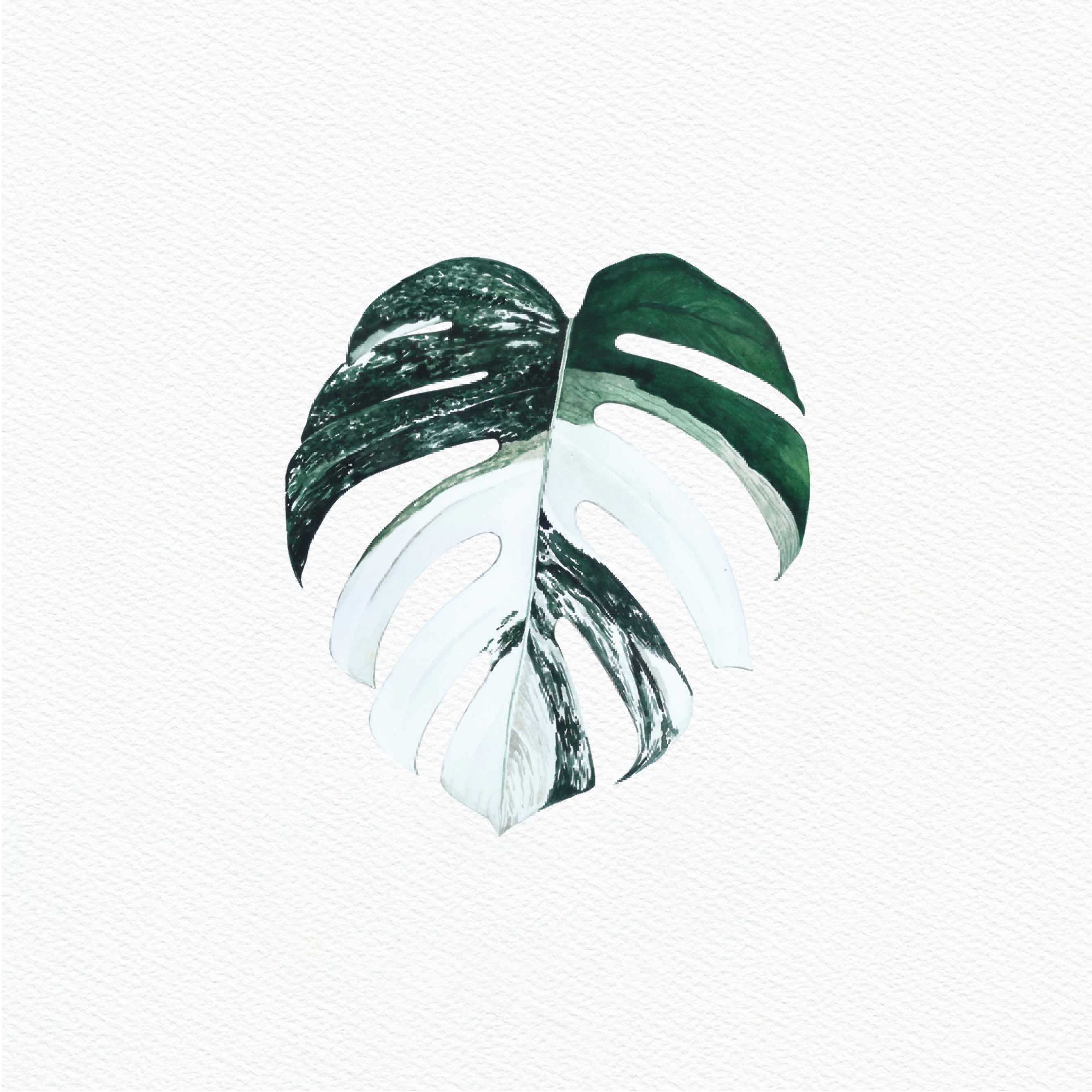 ttq floral sticker- monstera albo