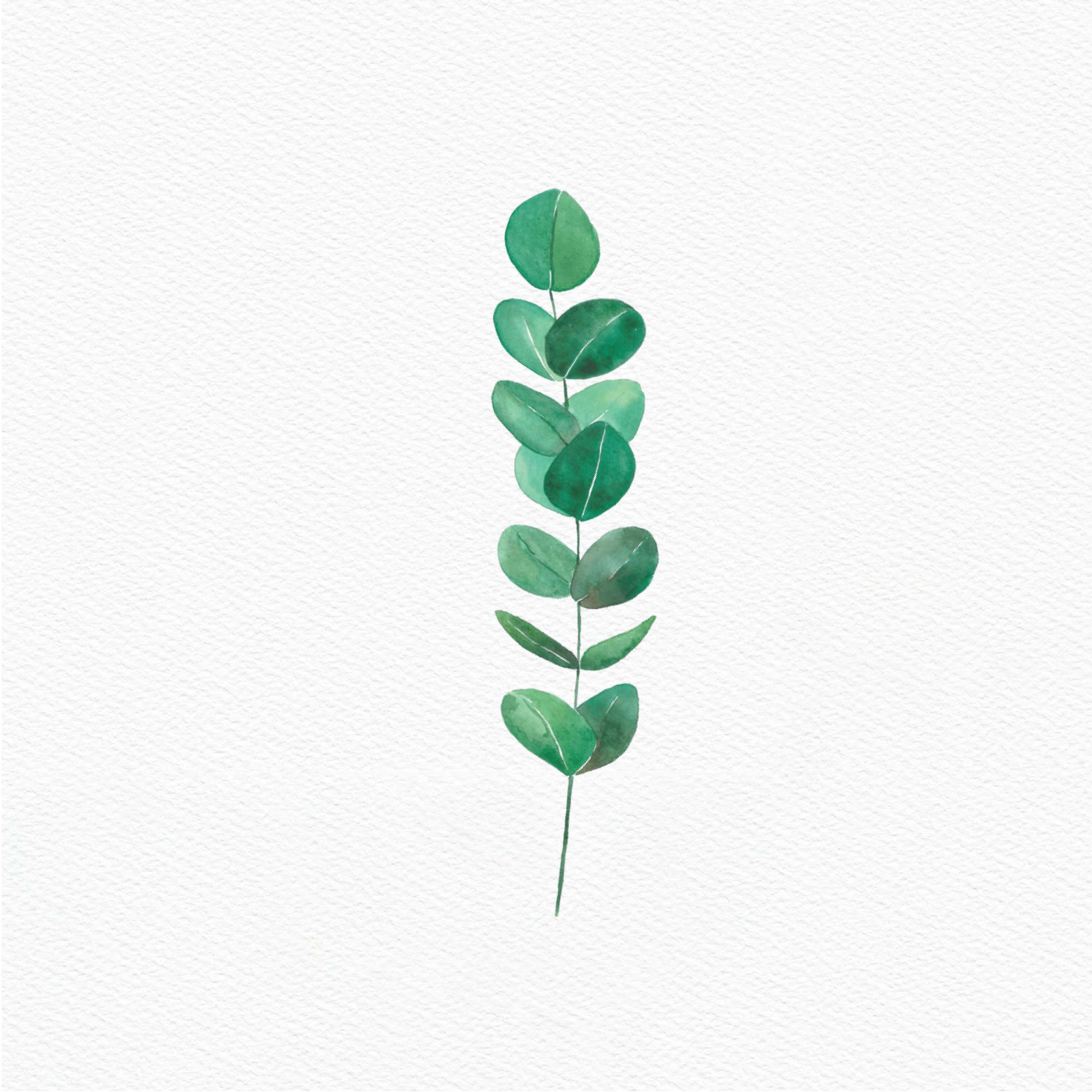 ttq floral sticker- eucalyptus2