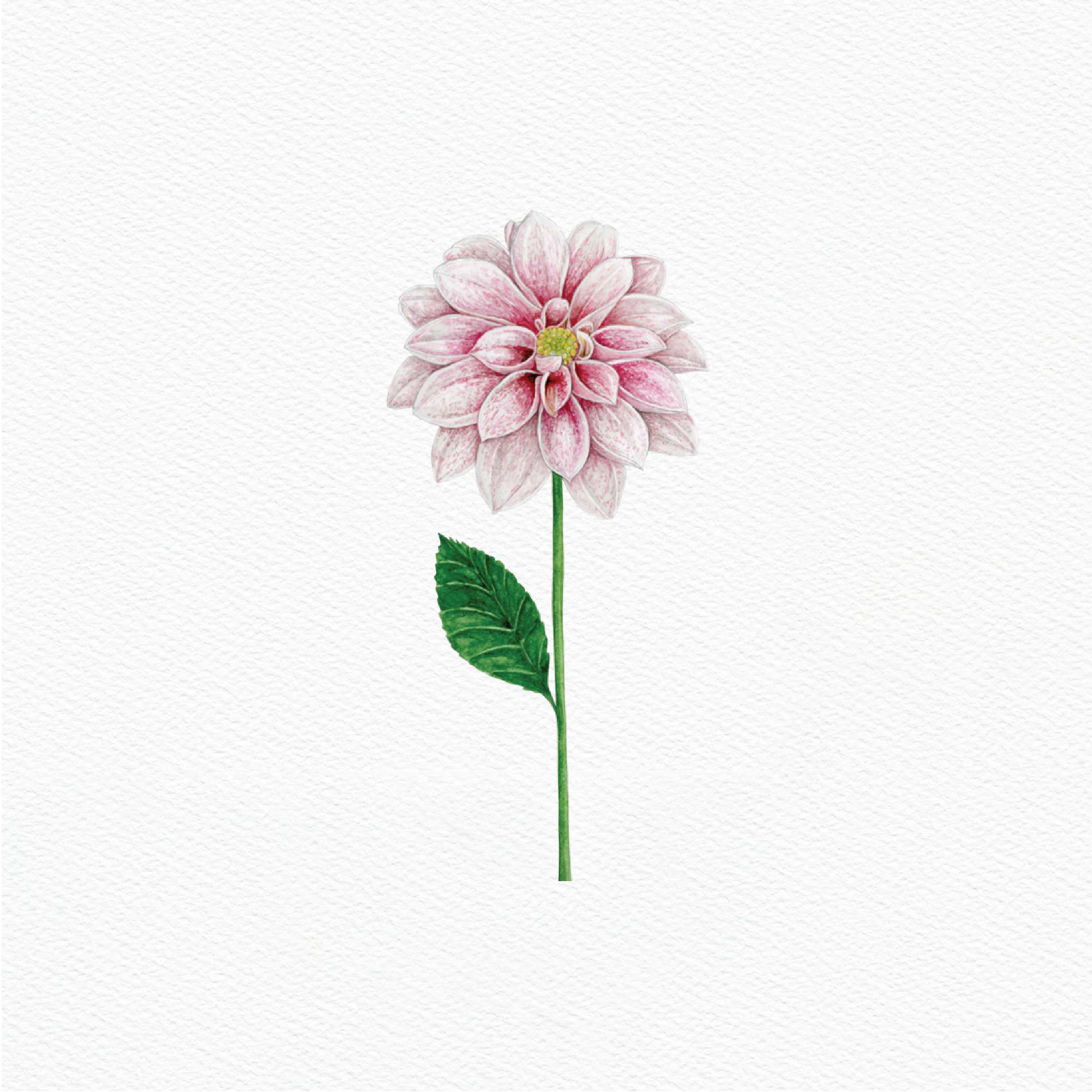 ttq floral sticker- dahlia