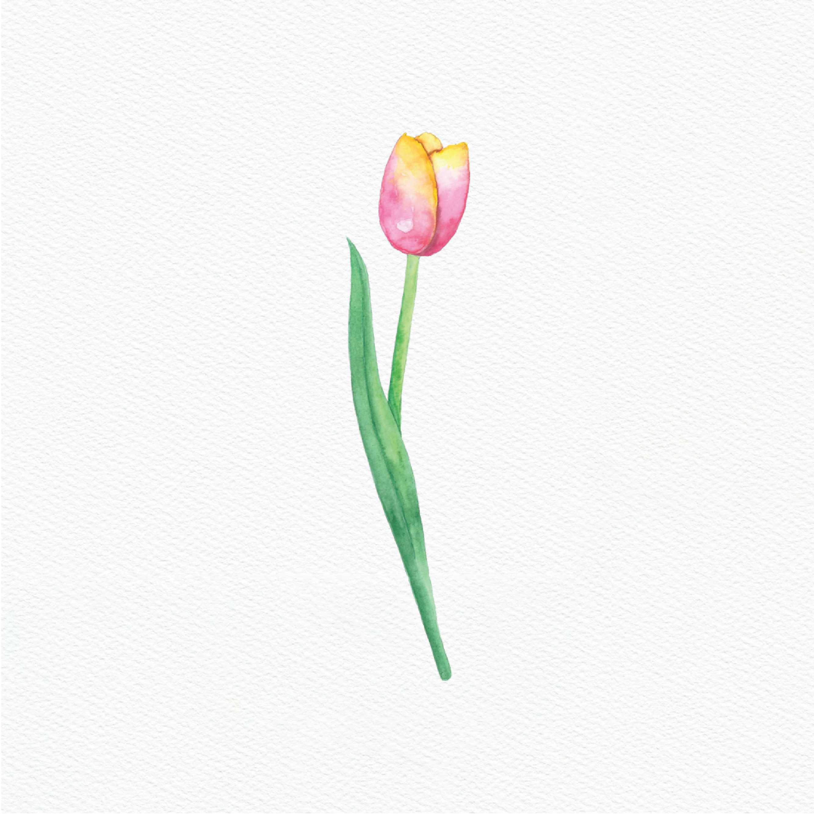 ttq floral sticker- yellow pink tulip 1