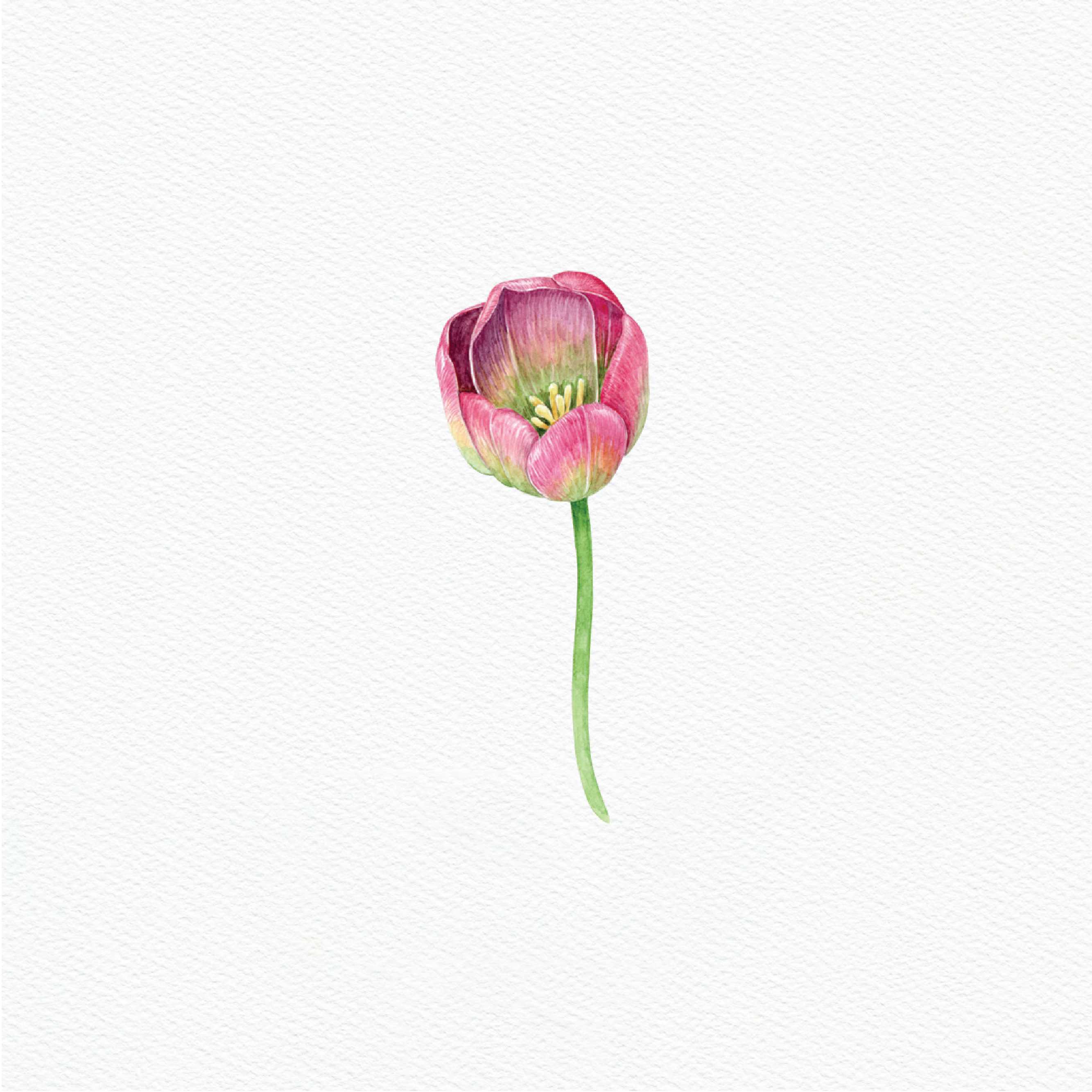 ttq floral sticker- green pink tulip