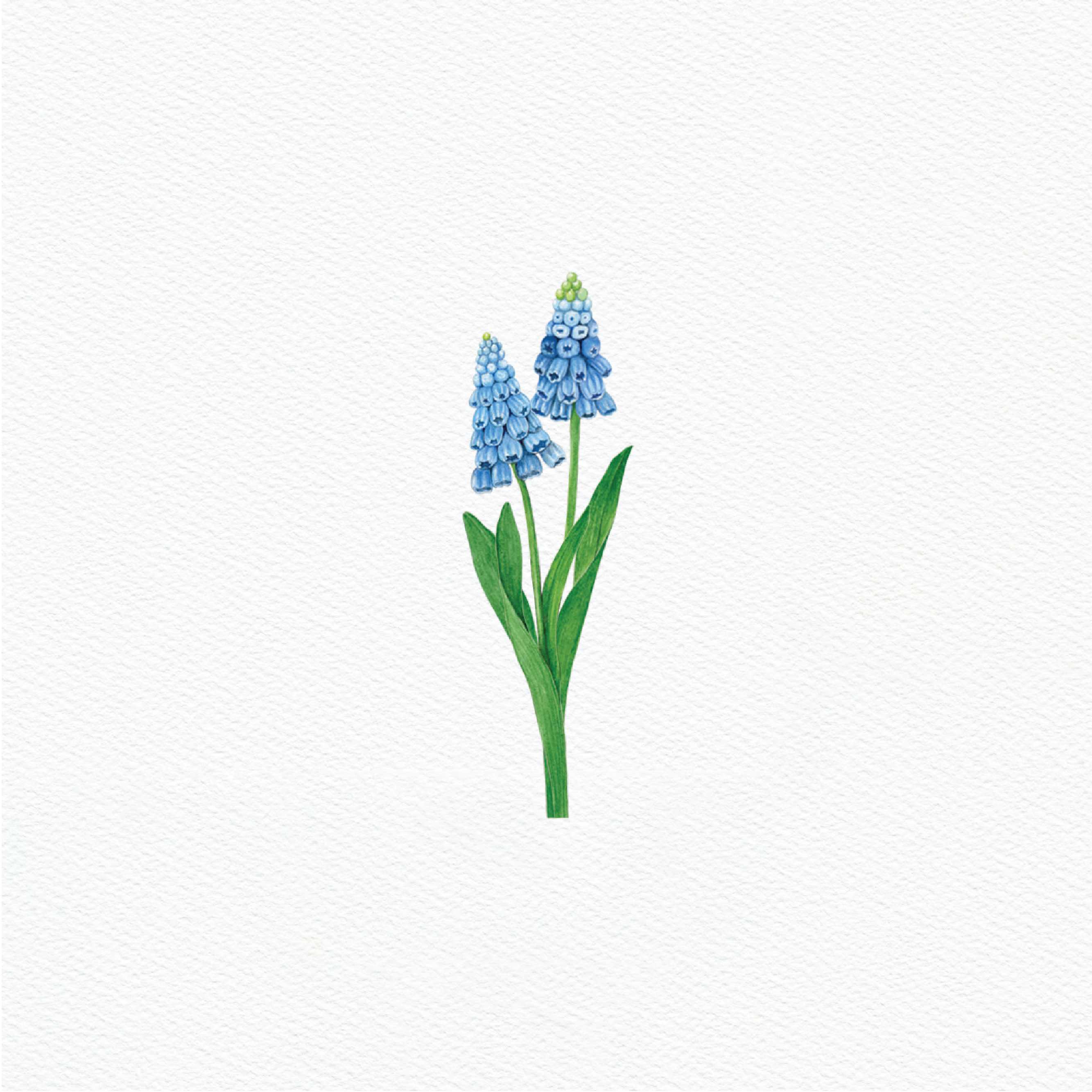 ttq floral sticker- muscari