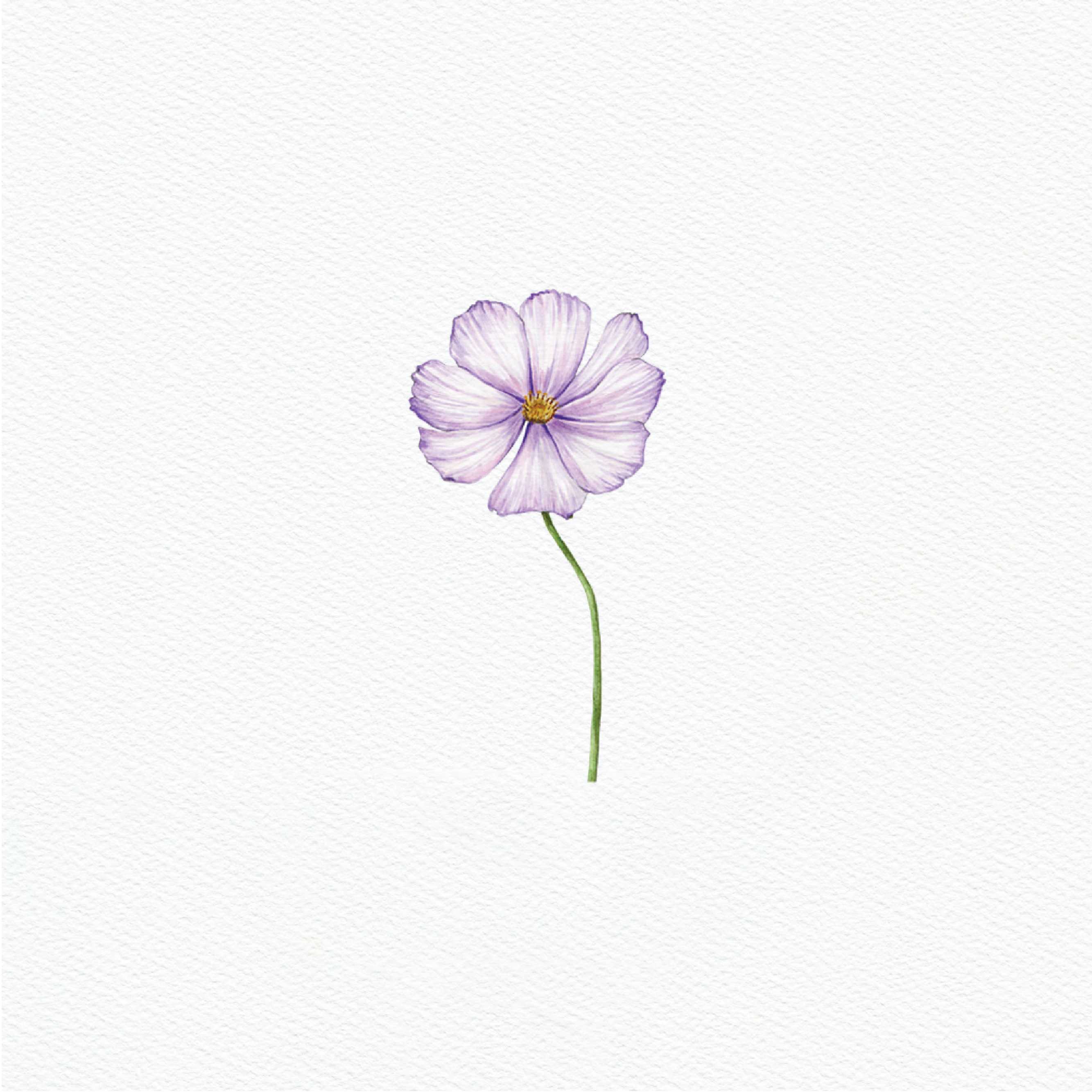 ttq floral sticker- cosmos