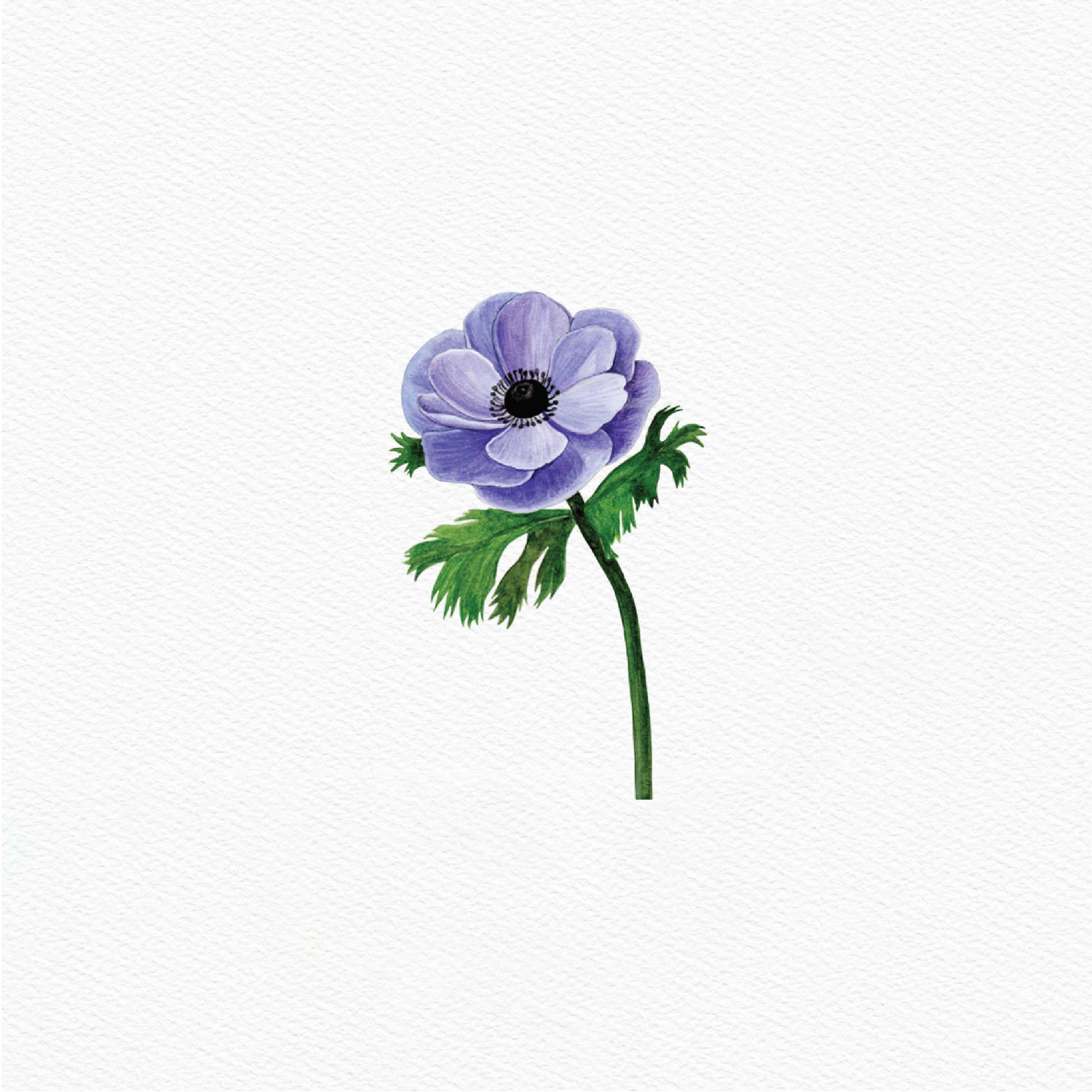 ttq floral sticker- anemone purple