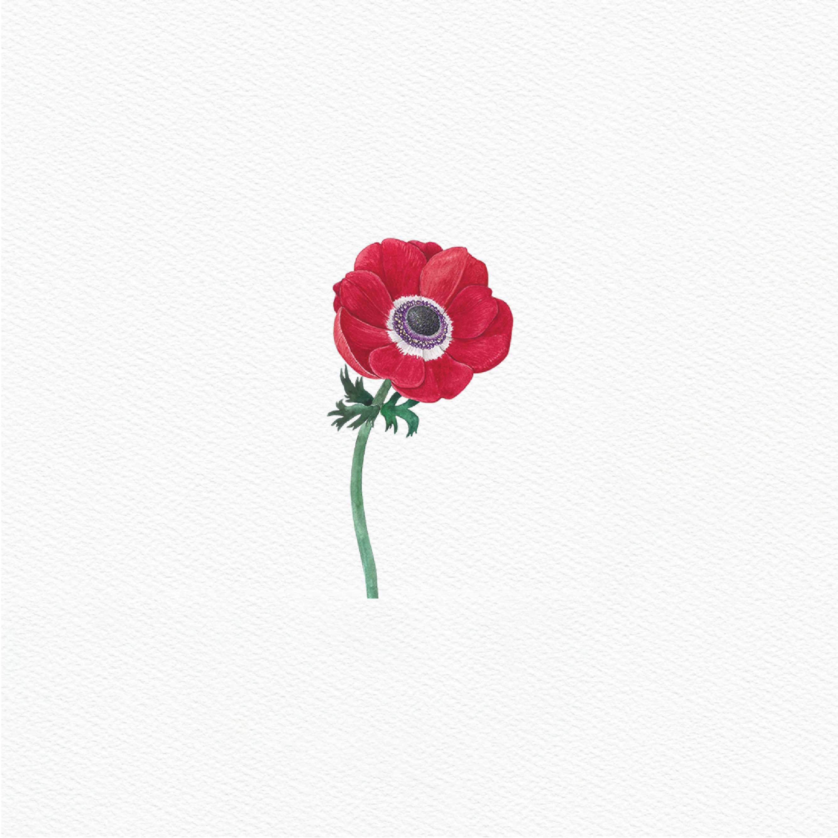 ttq floral sticker- anemone red