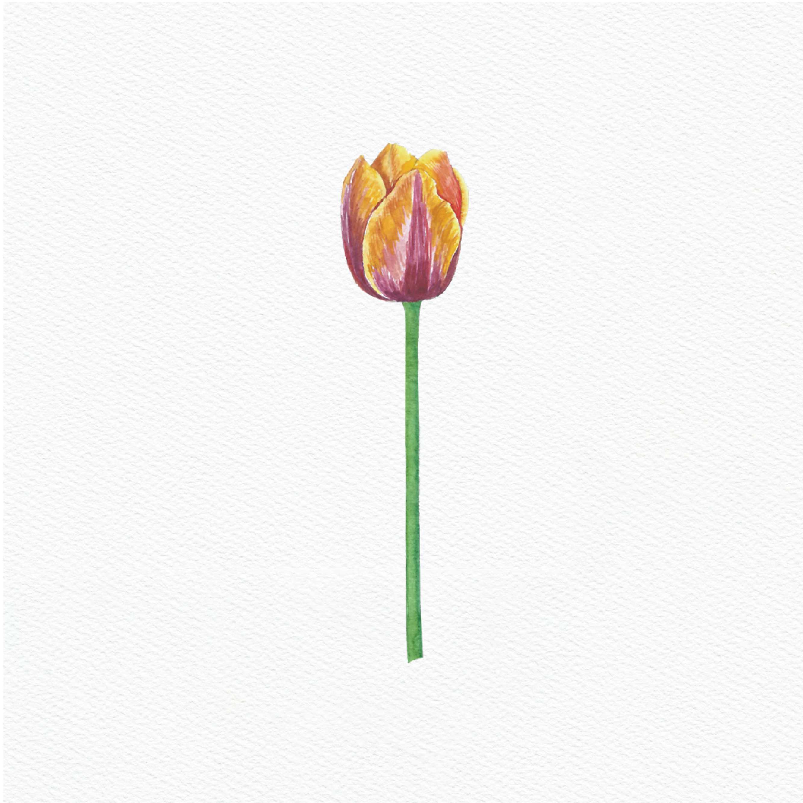 ttq floral sticker- orange red tulip