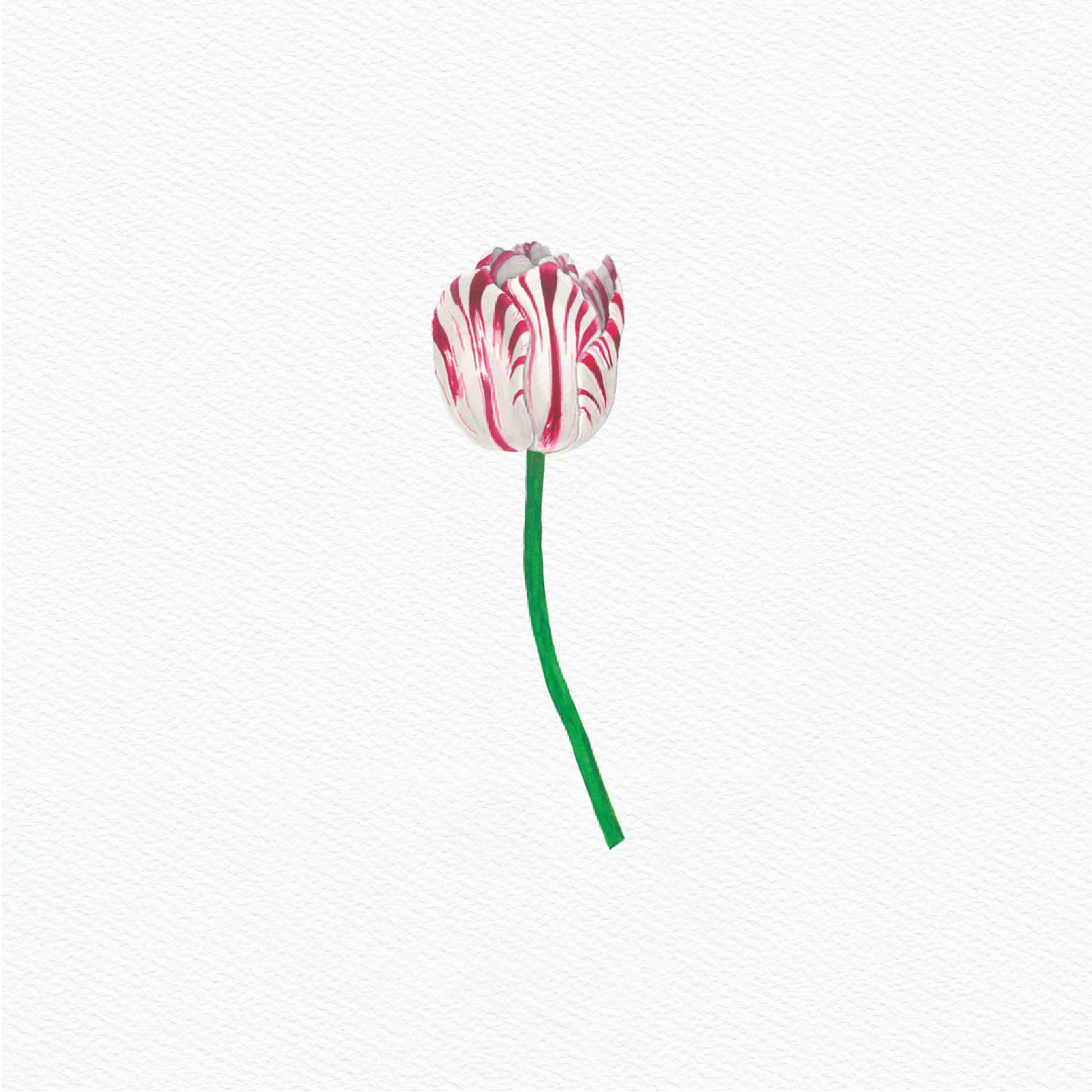 ttq floral sticker-rembrandt tulip red