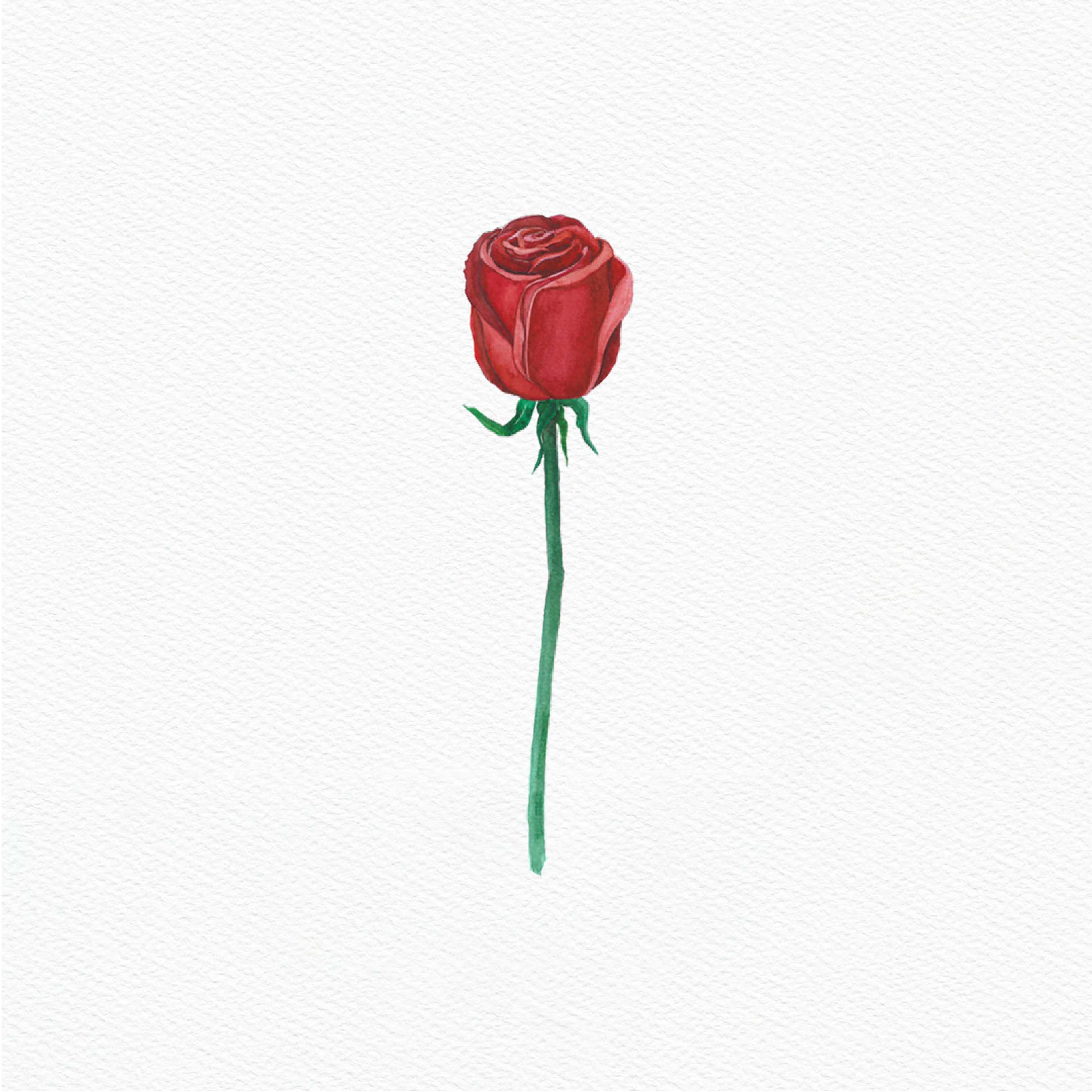 ttq floral sticker- red rose