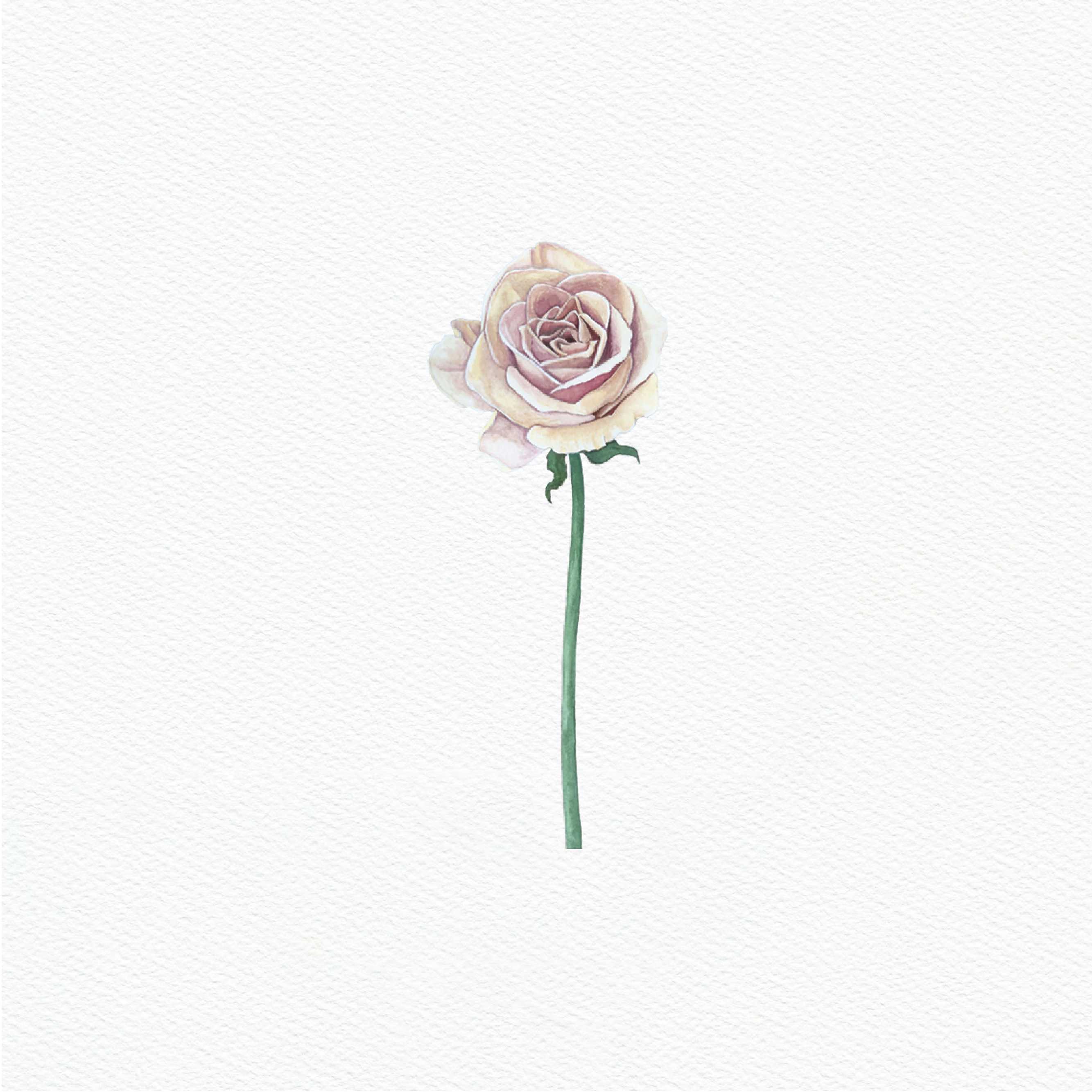 ttq floral sticker- beige rose