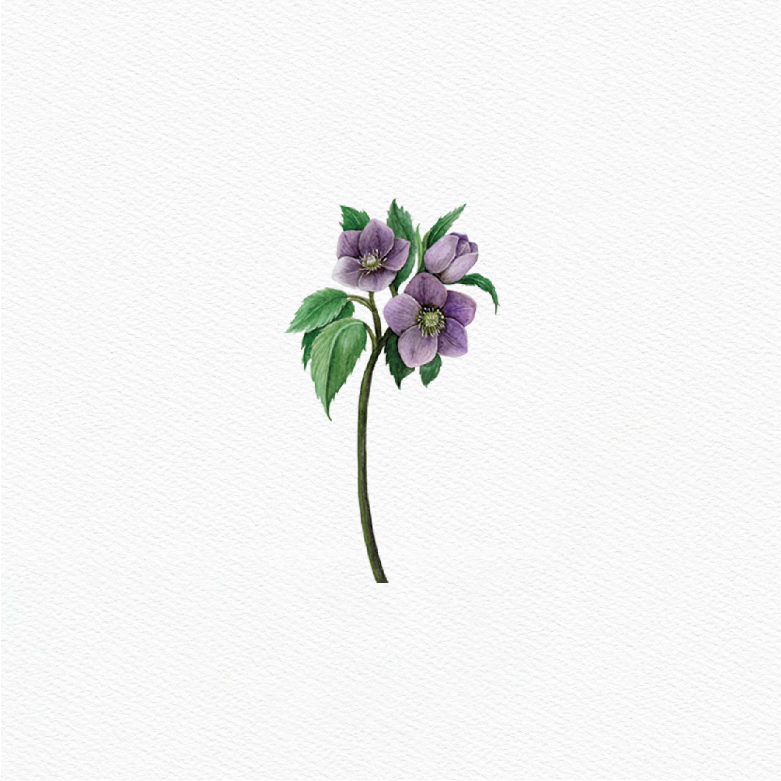 ttq floral sticker- hellebore
