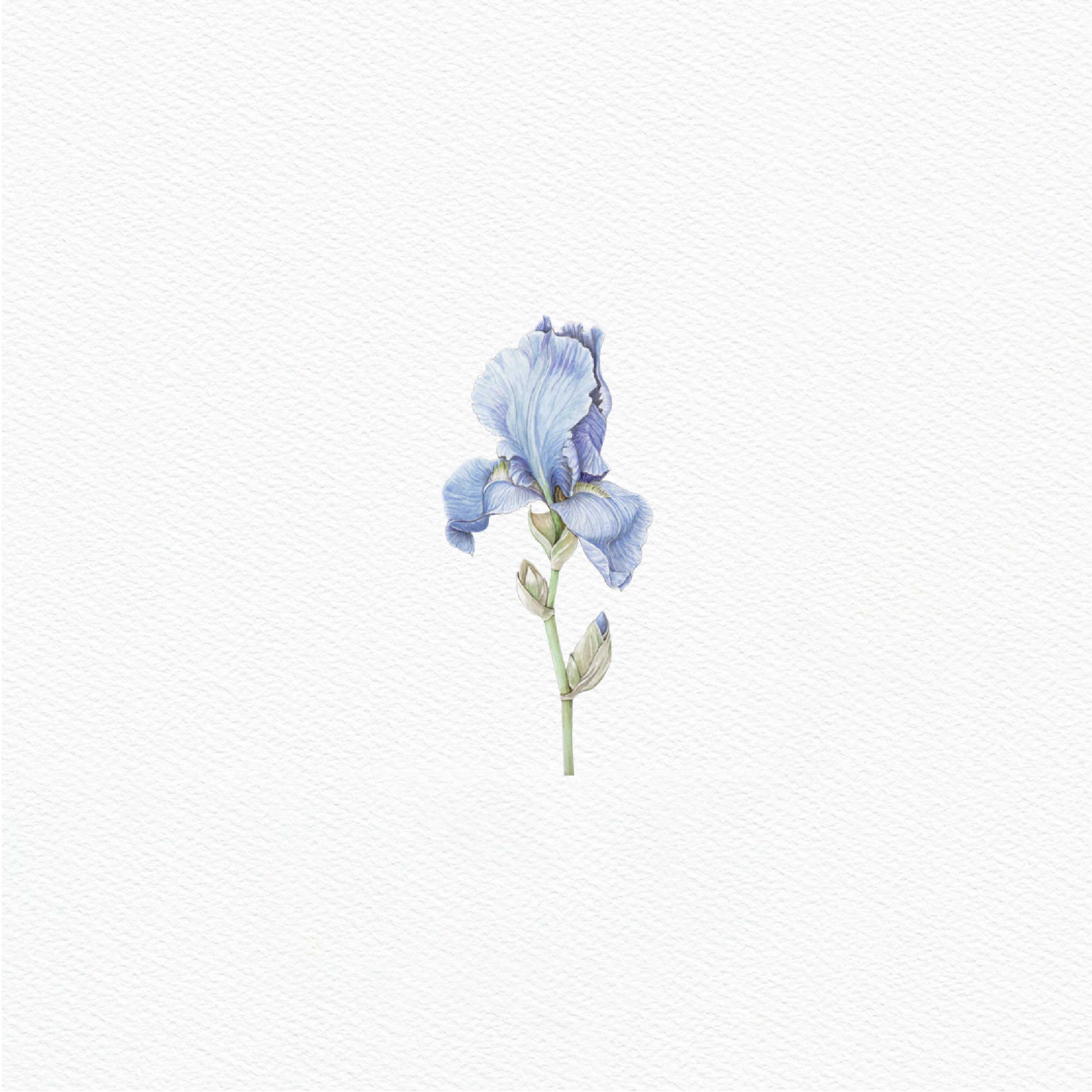 ttq floral sticker- iris