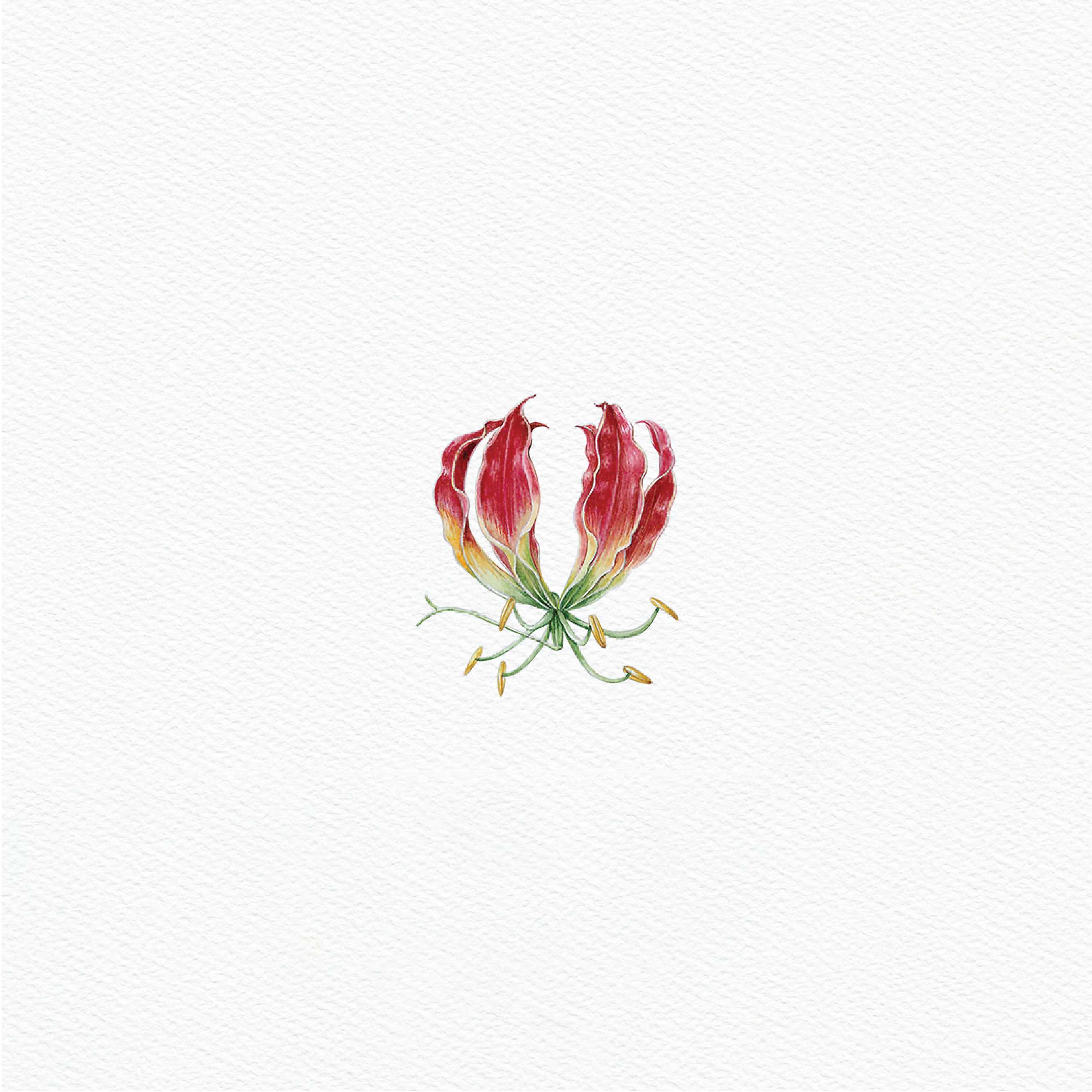 ttq floral sticker- flame lily