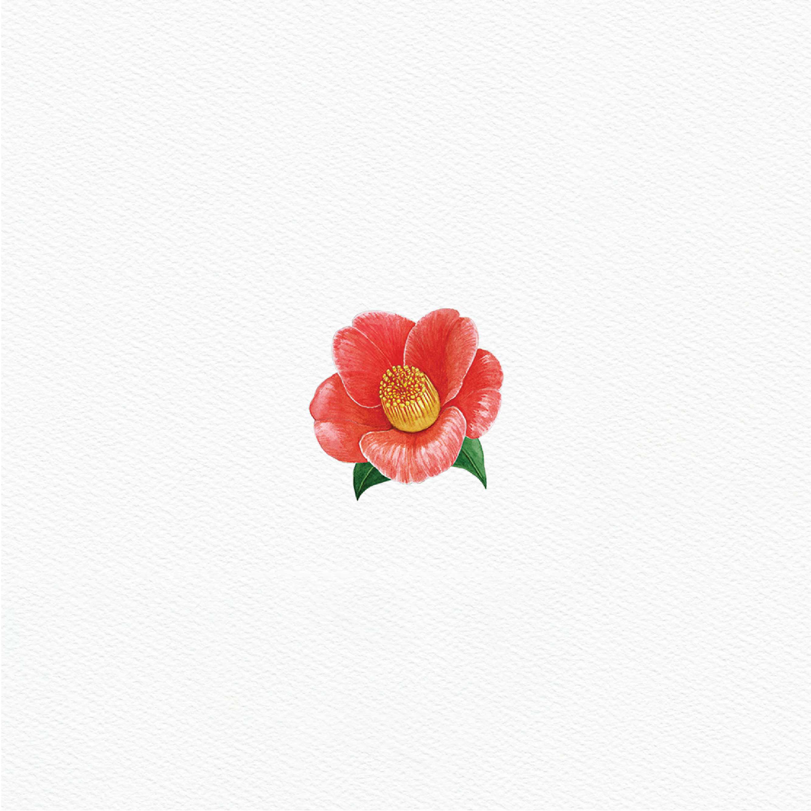 ttq floral sticker- camellia