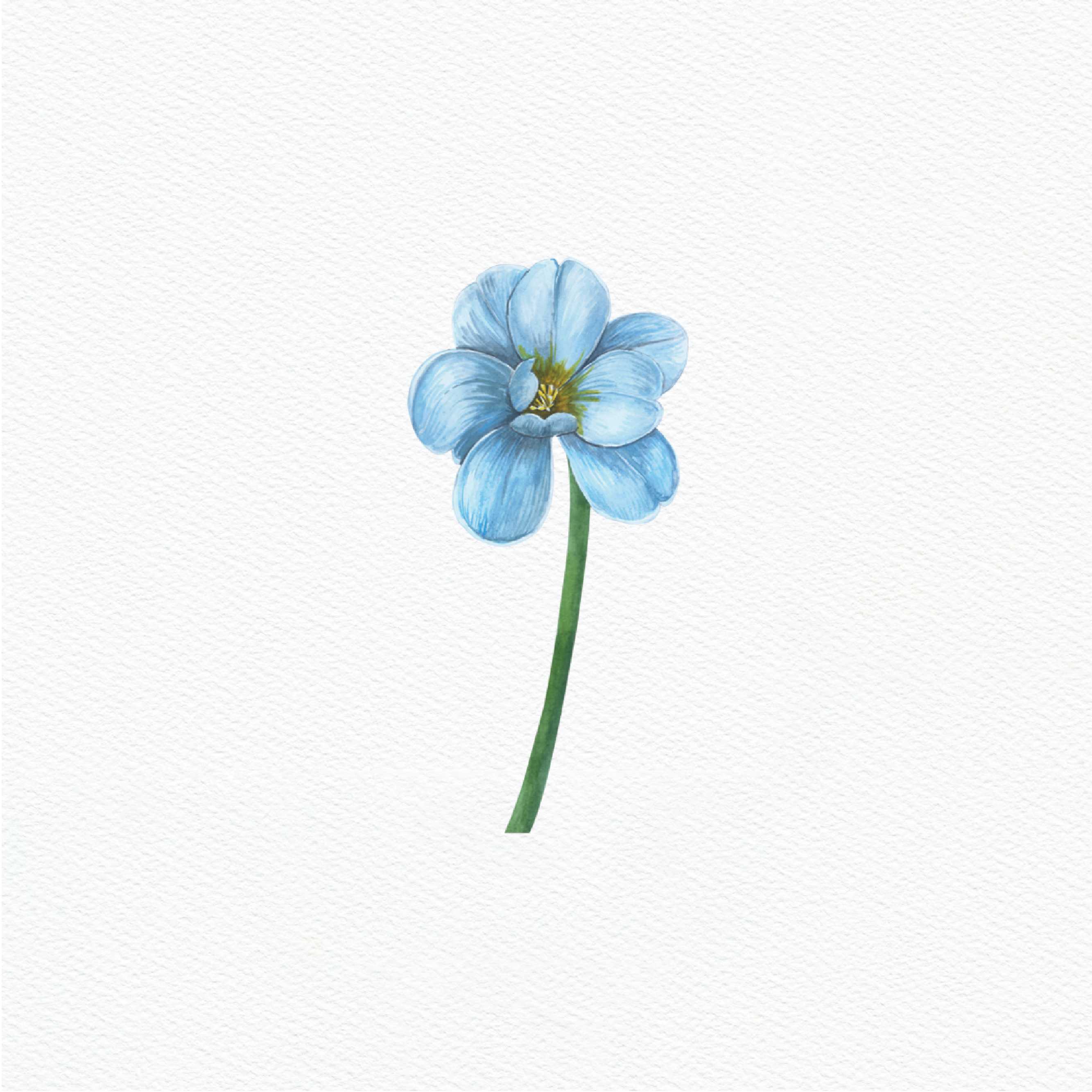 ttq floral sticker- blue tulip bloom 2
