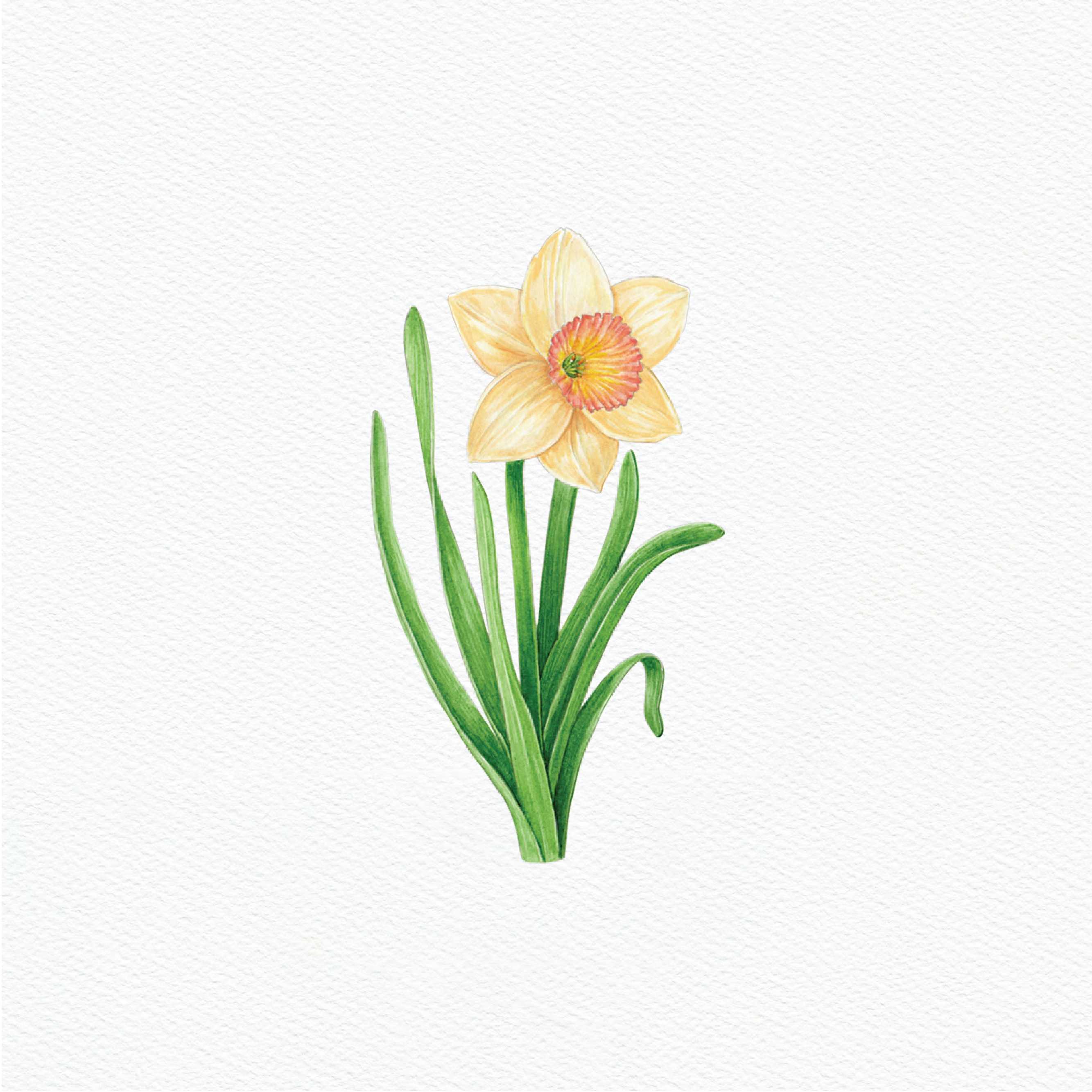 ttq floral sticker- yellow daffodil 1