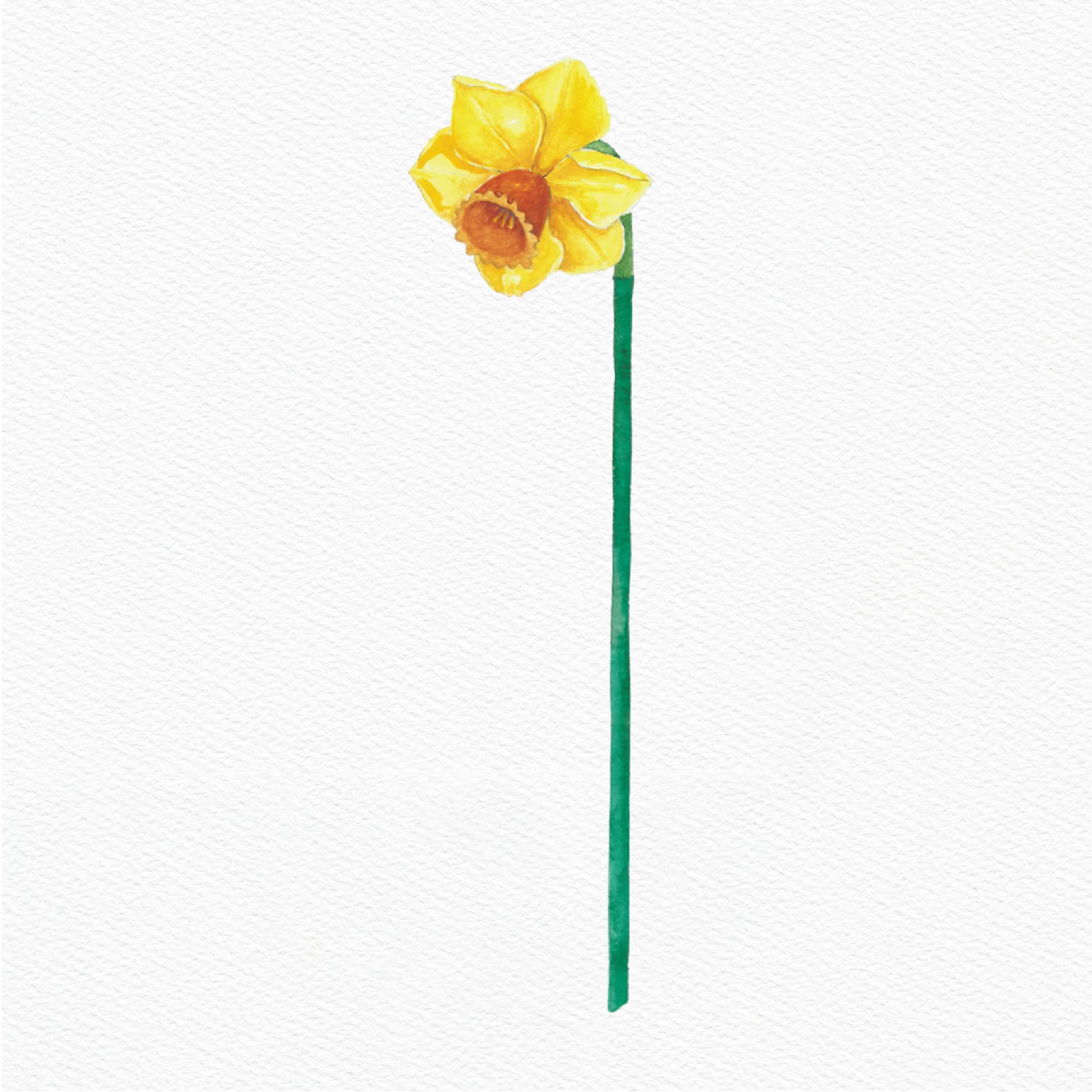 ttq floral sticker- yellow daffodil 3
